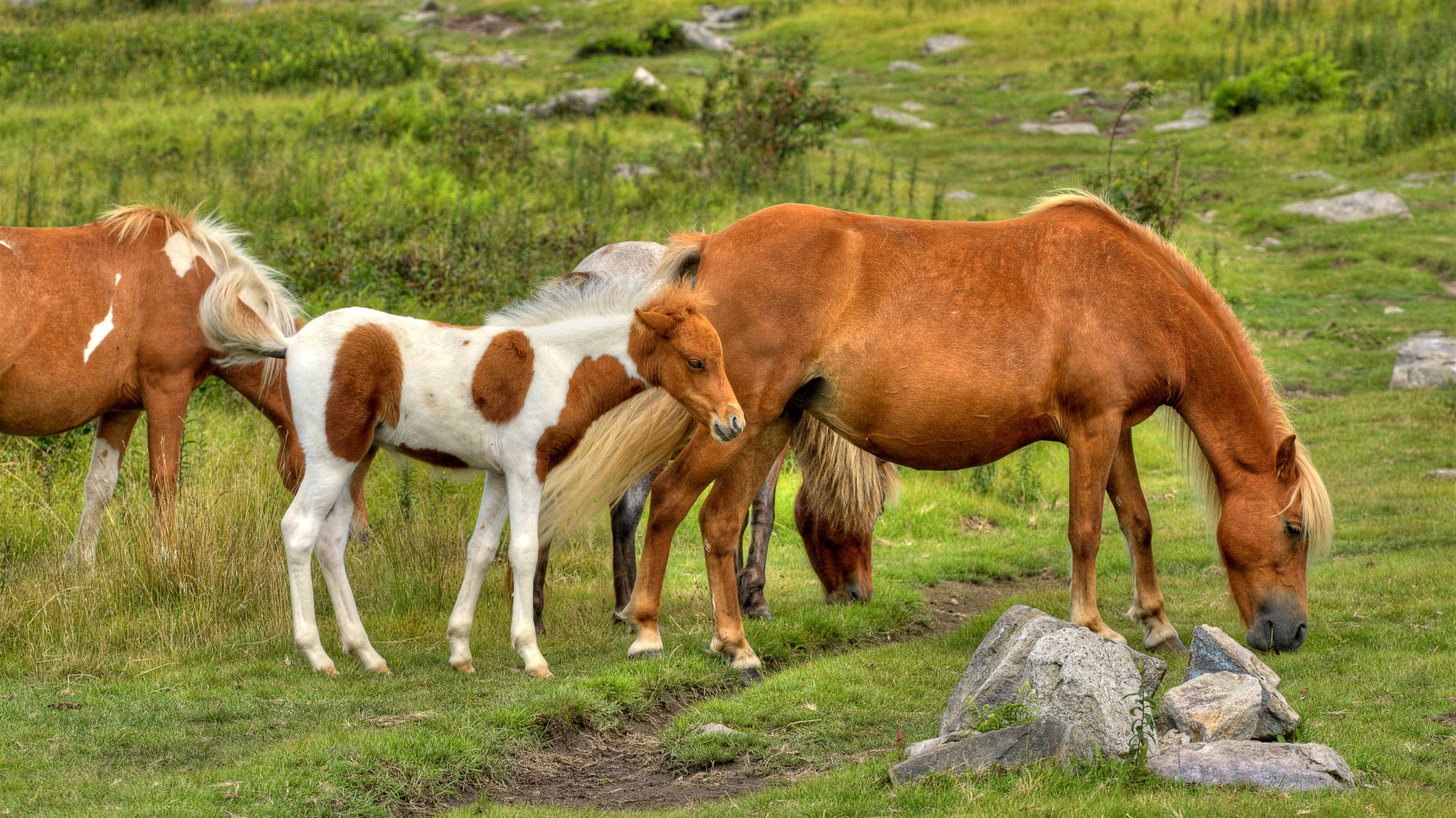 The Wild Ponies of the Mount Rogers National Recreation Area ...