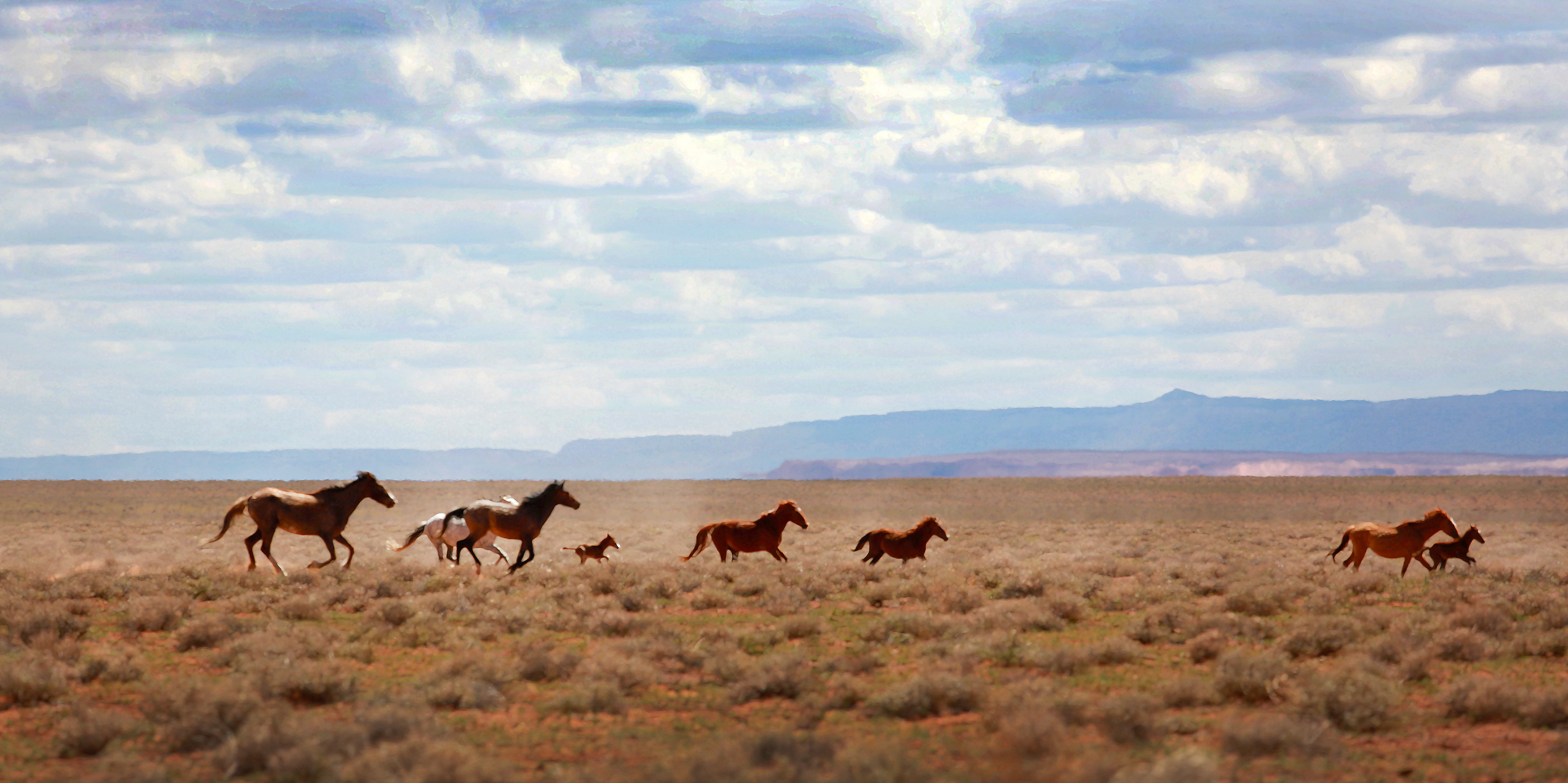 Thousands of U.S. Wild Horses Saved by Public Uproar | Time