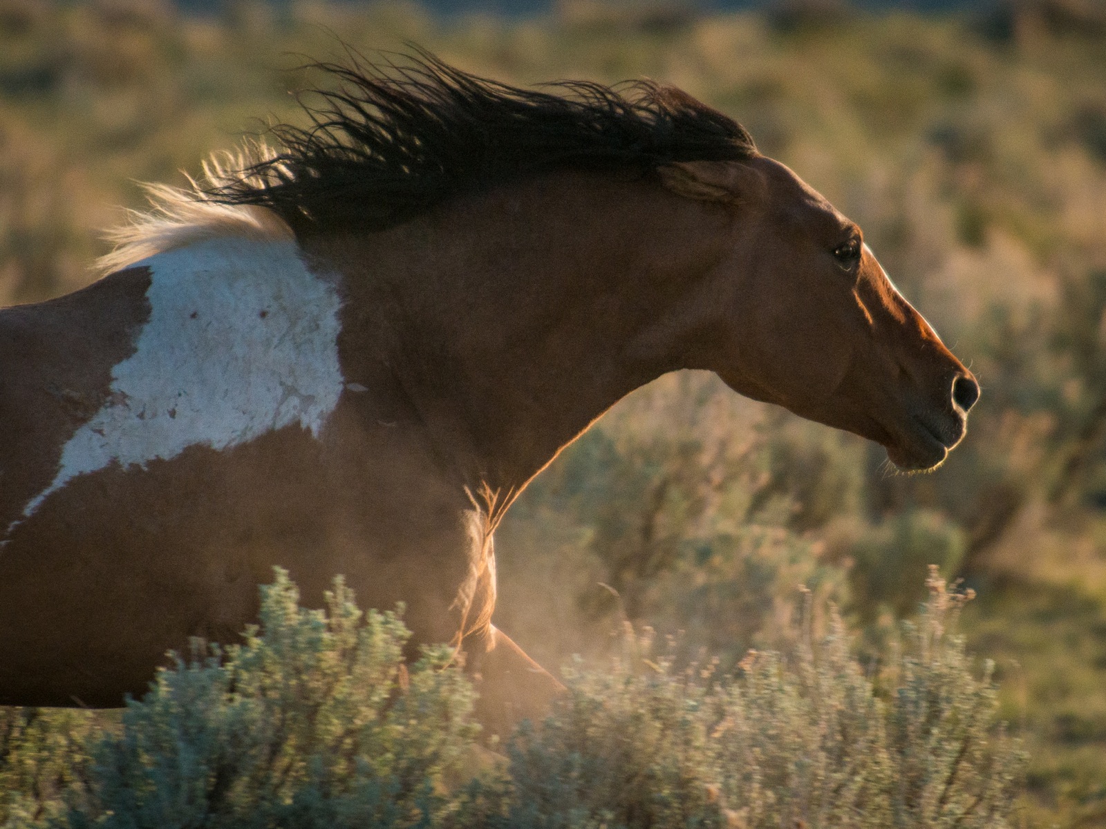 OPB · Wild Horses In Crisis