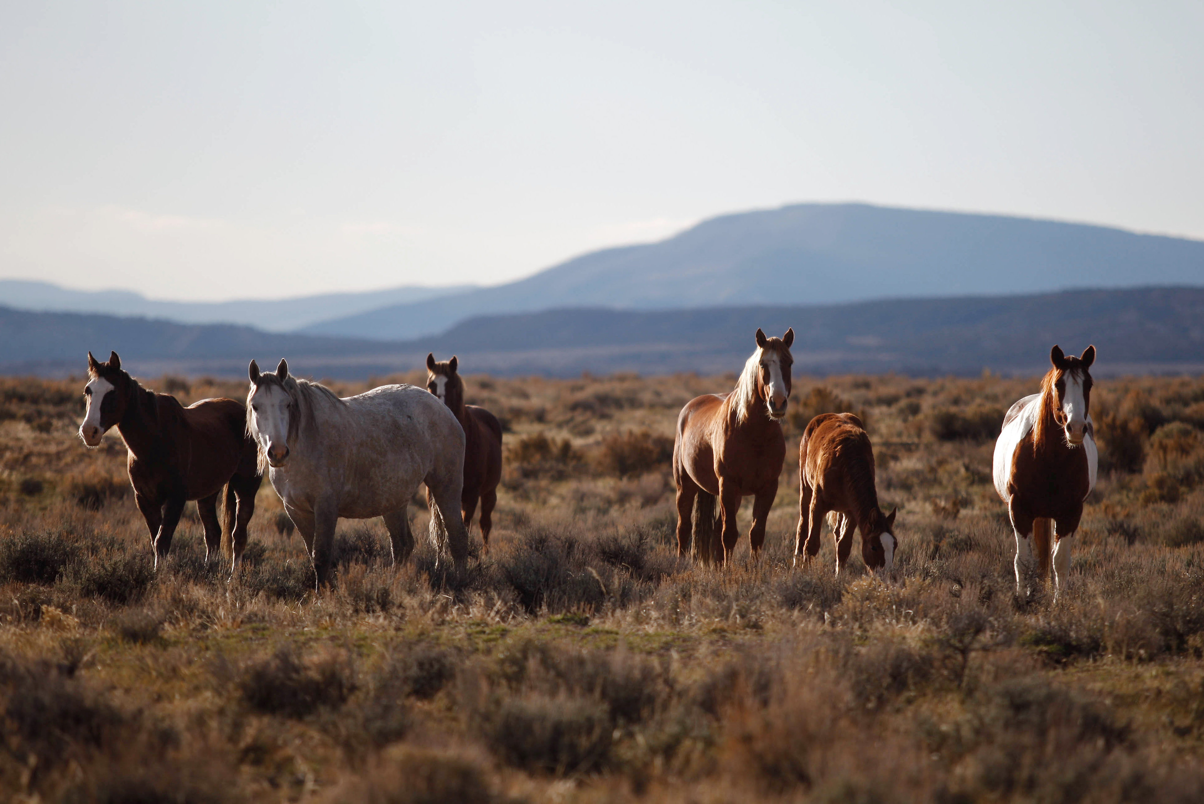 BLM plotting war on wild horses · A Humane Nation