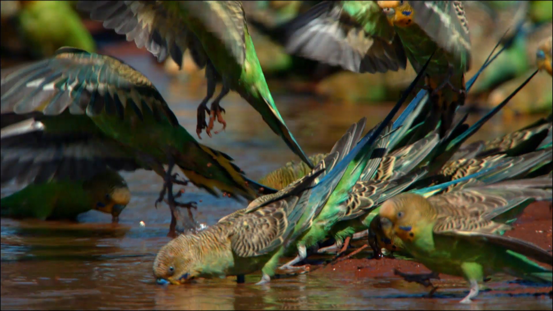 Bounty of the Budgies - Wild Australia Video - National Geographic ...