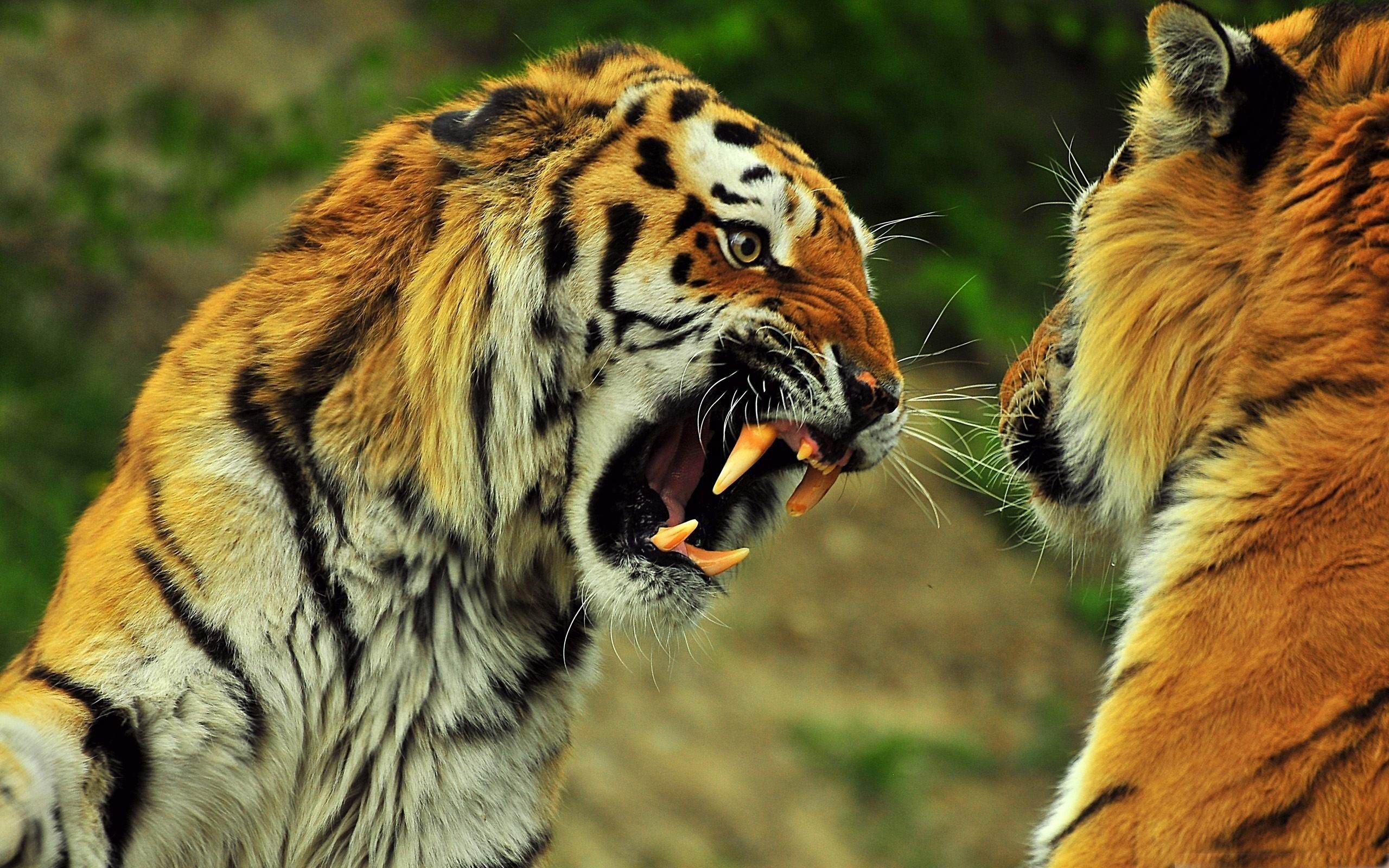 Desktop Hd Tiger Pictures Of Wild Download