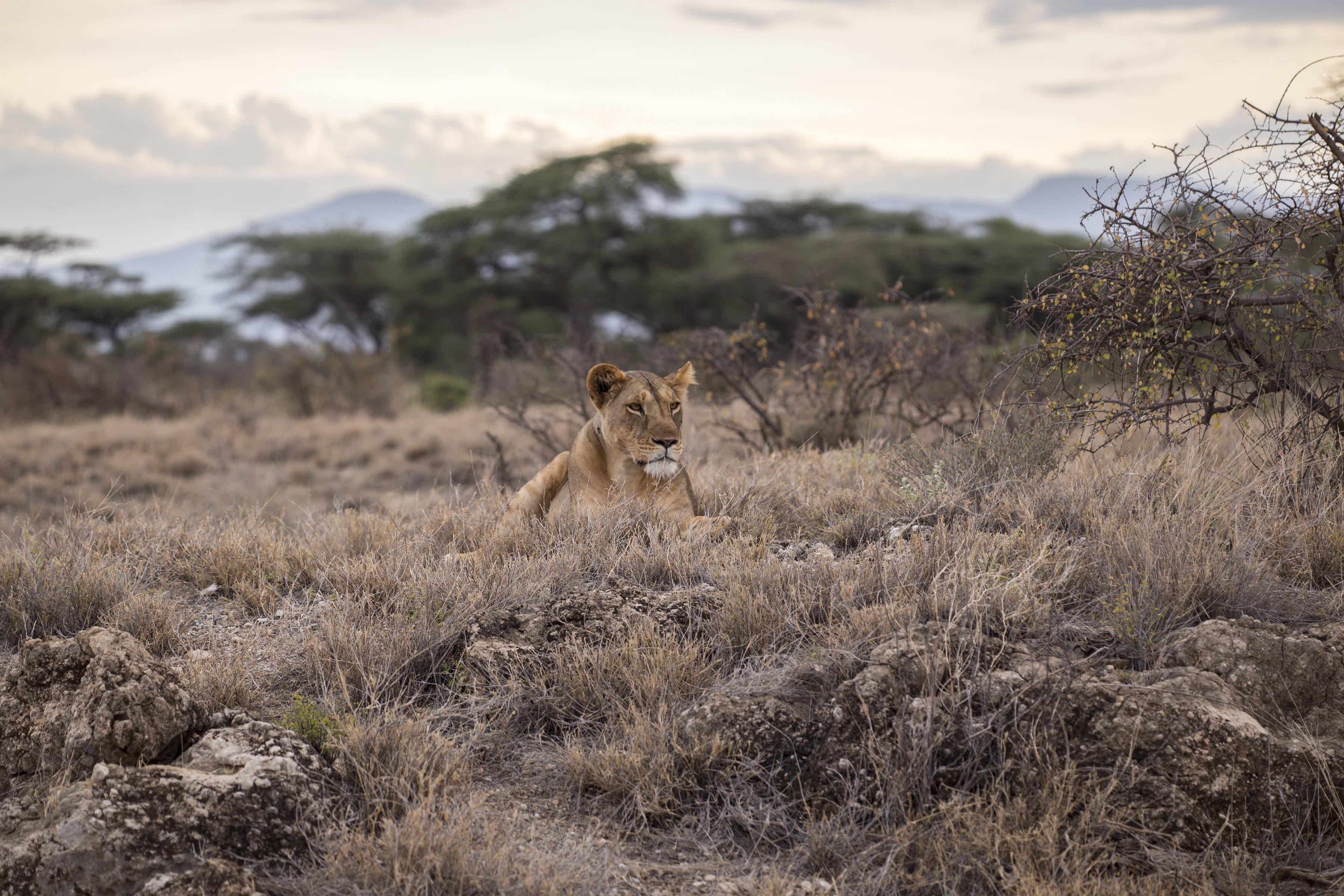 Wild, Africa, Animal, Fast, Fierce, HQ Photo