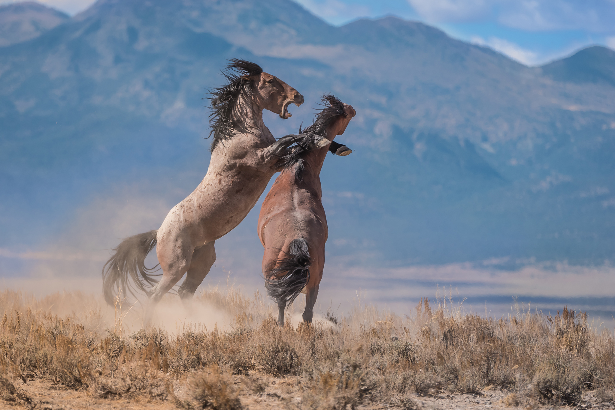 Wild horse photo