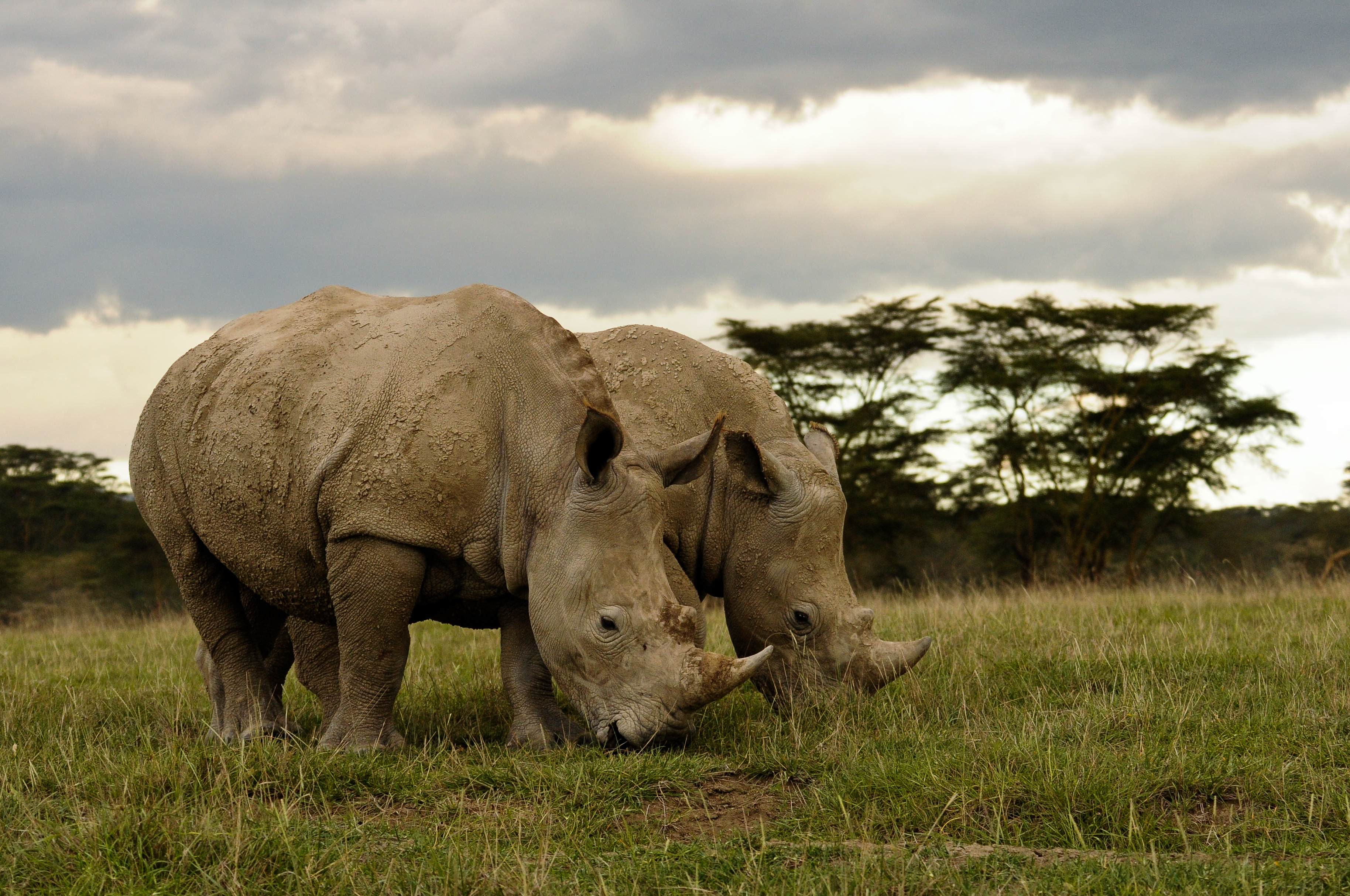 White Rhinos Disappearing in the Wild - Environmental Watch