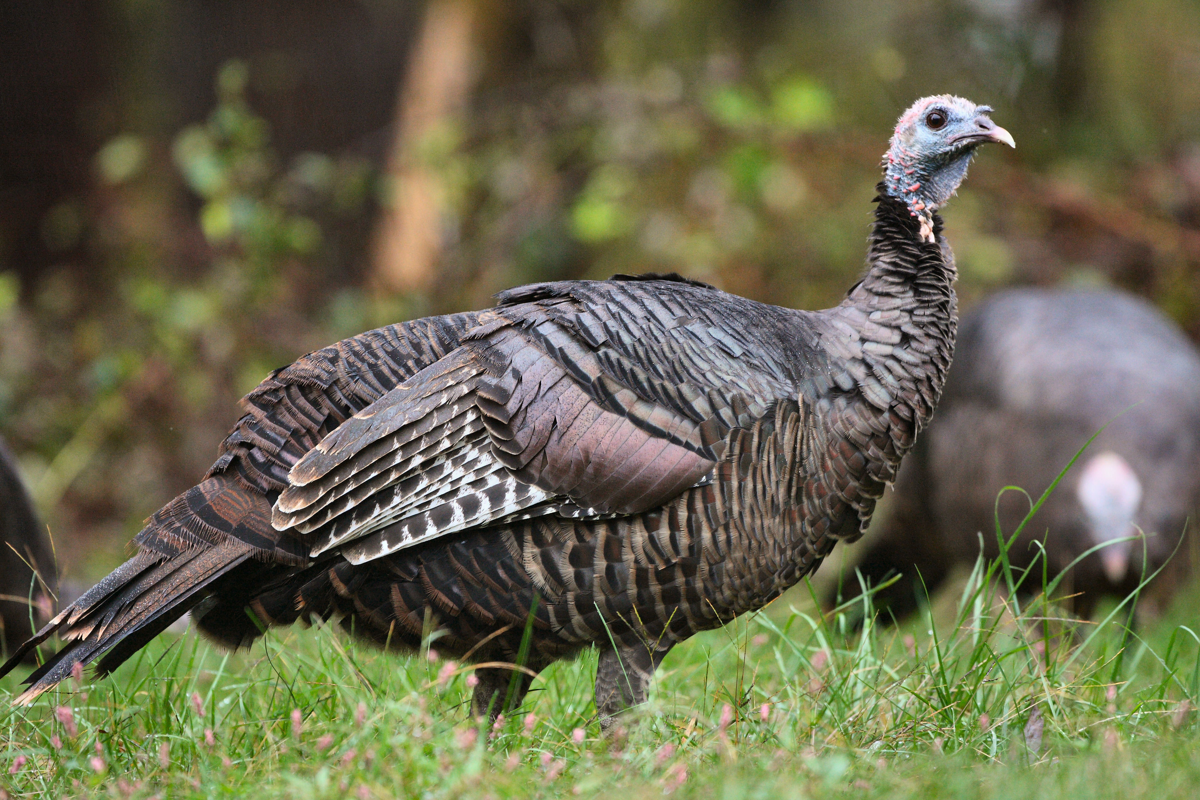 How to deal with problem Wild turkey in Massachusetts | WildlifeHelp.org