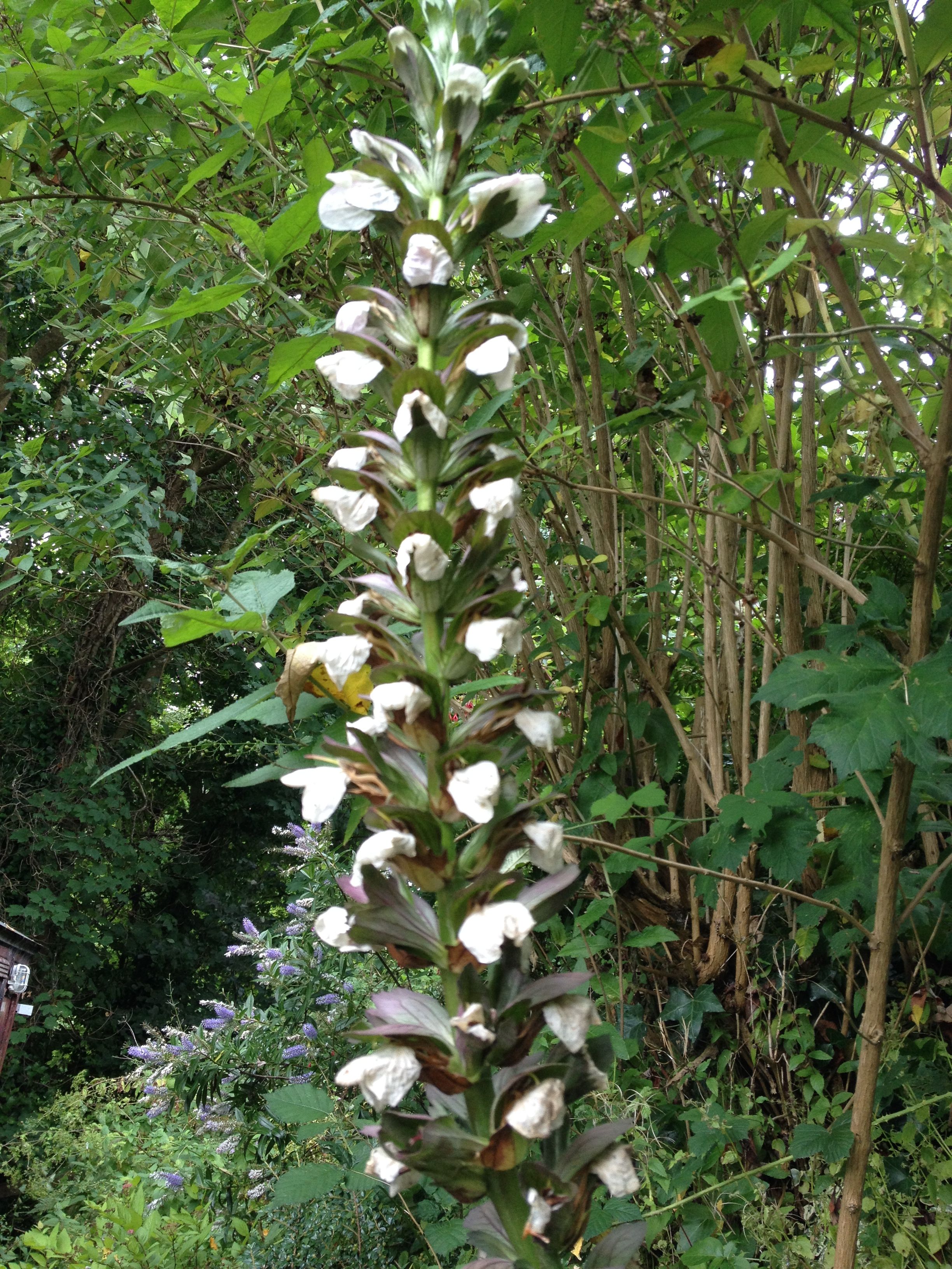 9th July; Bears Breeches, or Acanthus Mollis. Sculptural and happy ...