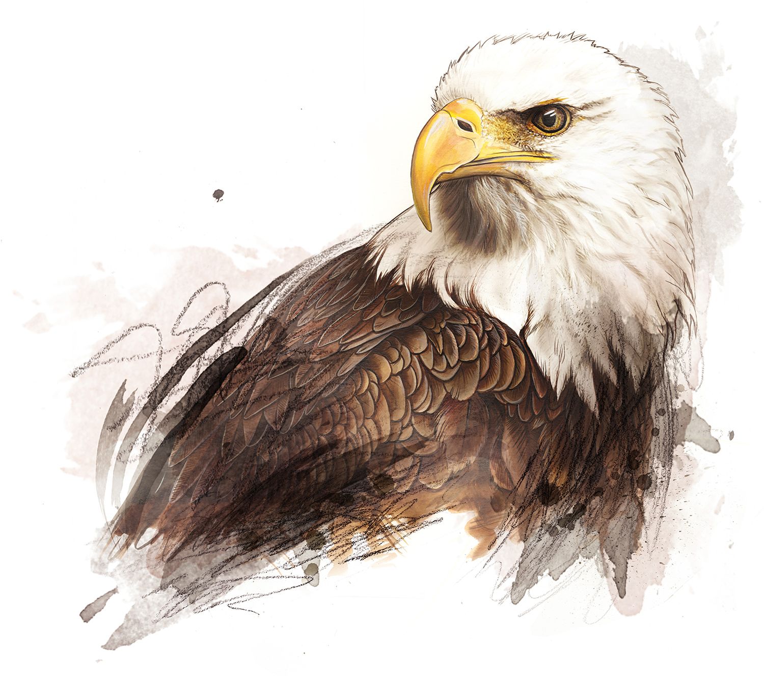 Adler Portrait. Portrait of an eagle. | Wildmotive - wild animals ...