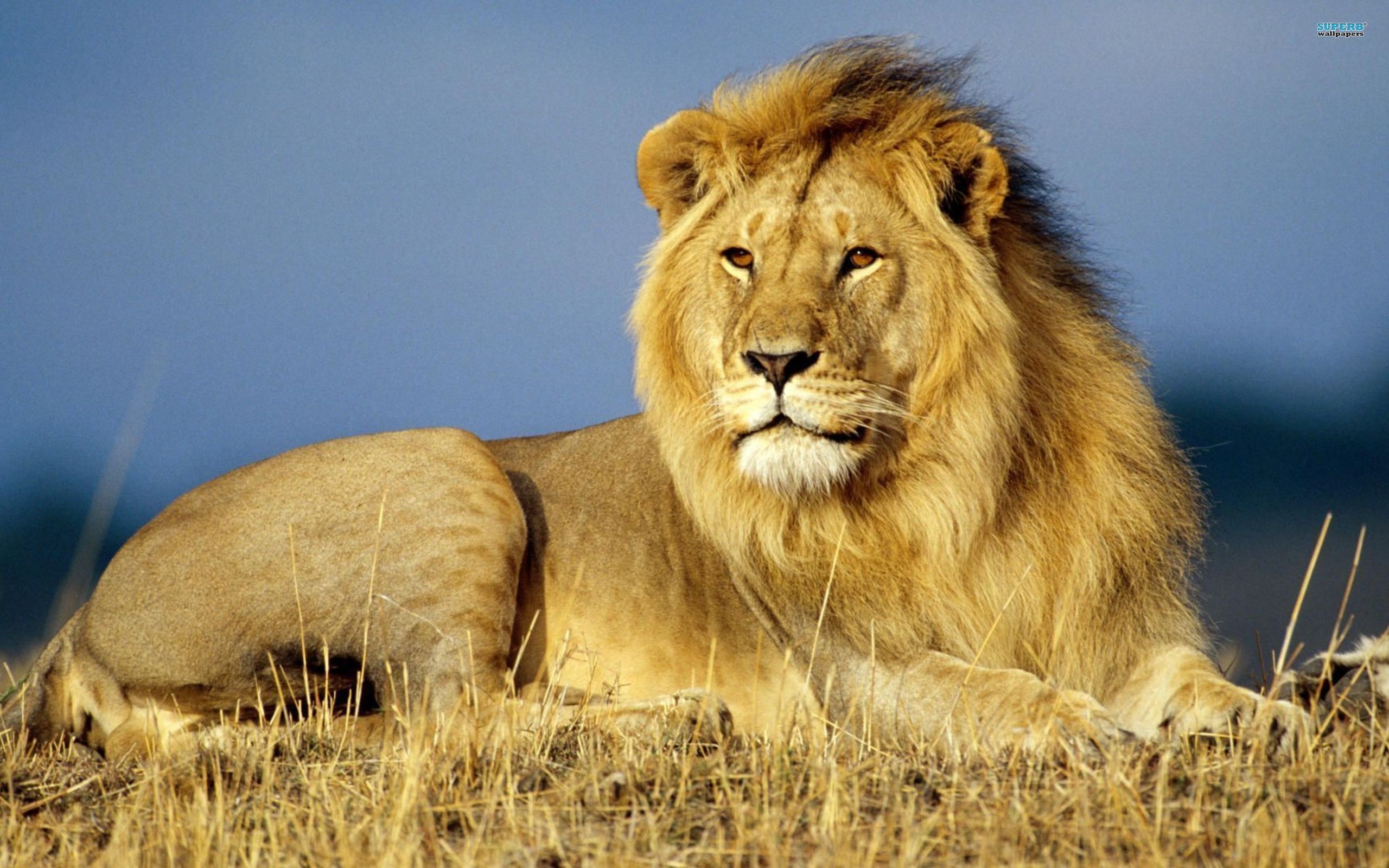 Other African Lion Wild Animal Exotic Animals Photo ~ Other HD 16:9 ...