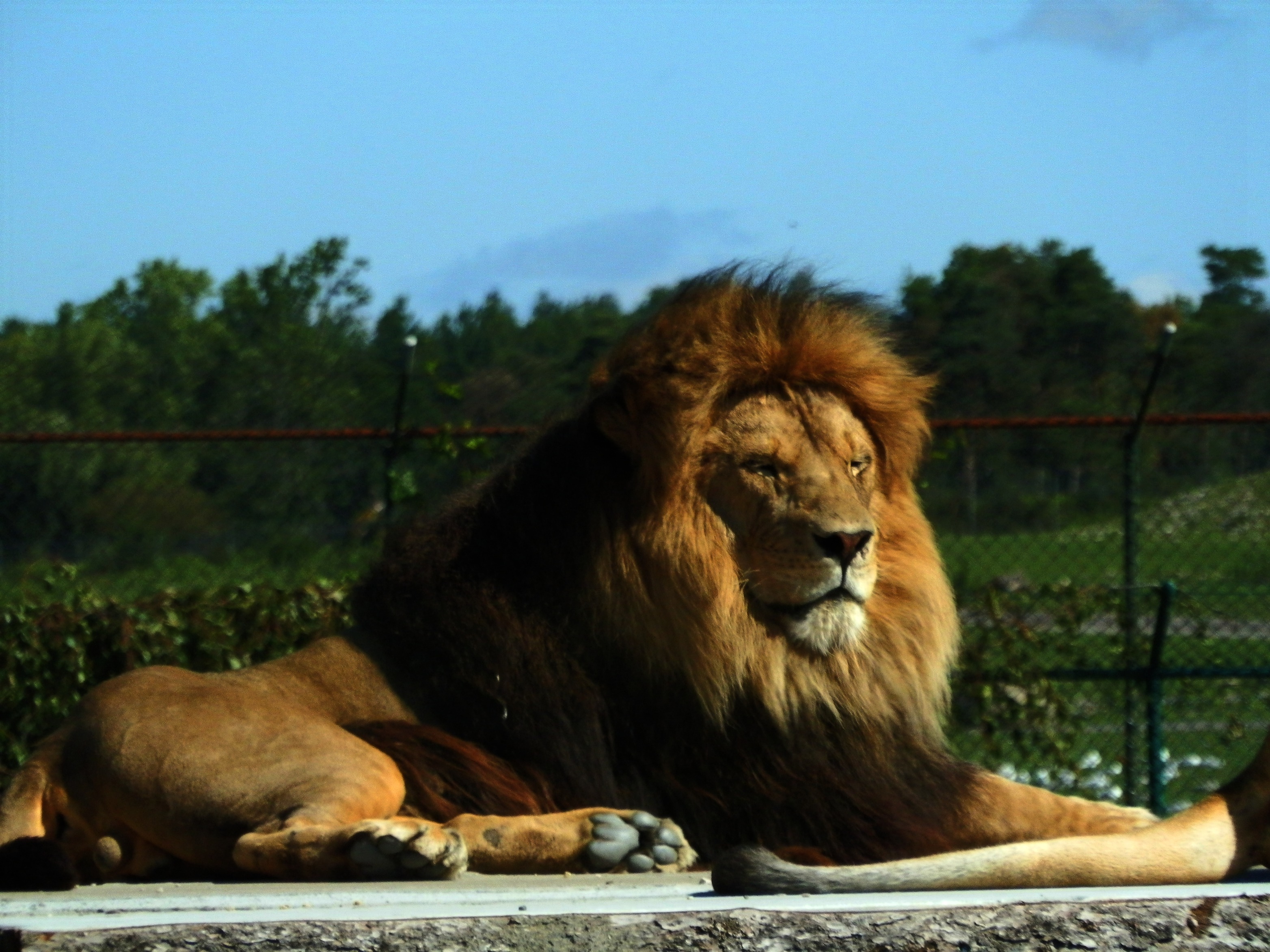 A WILD Day at African Lion Safari | Lady of the Zoos