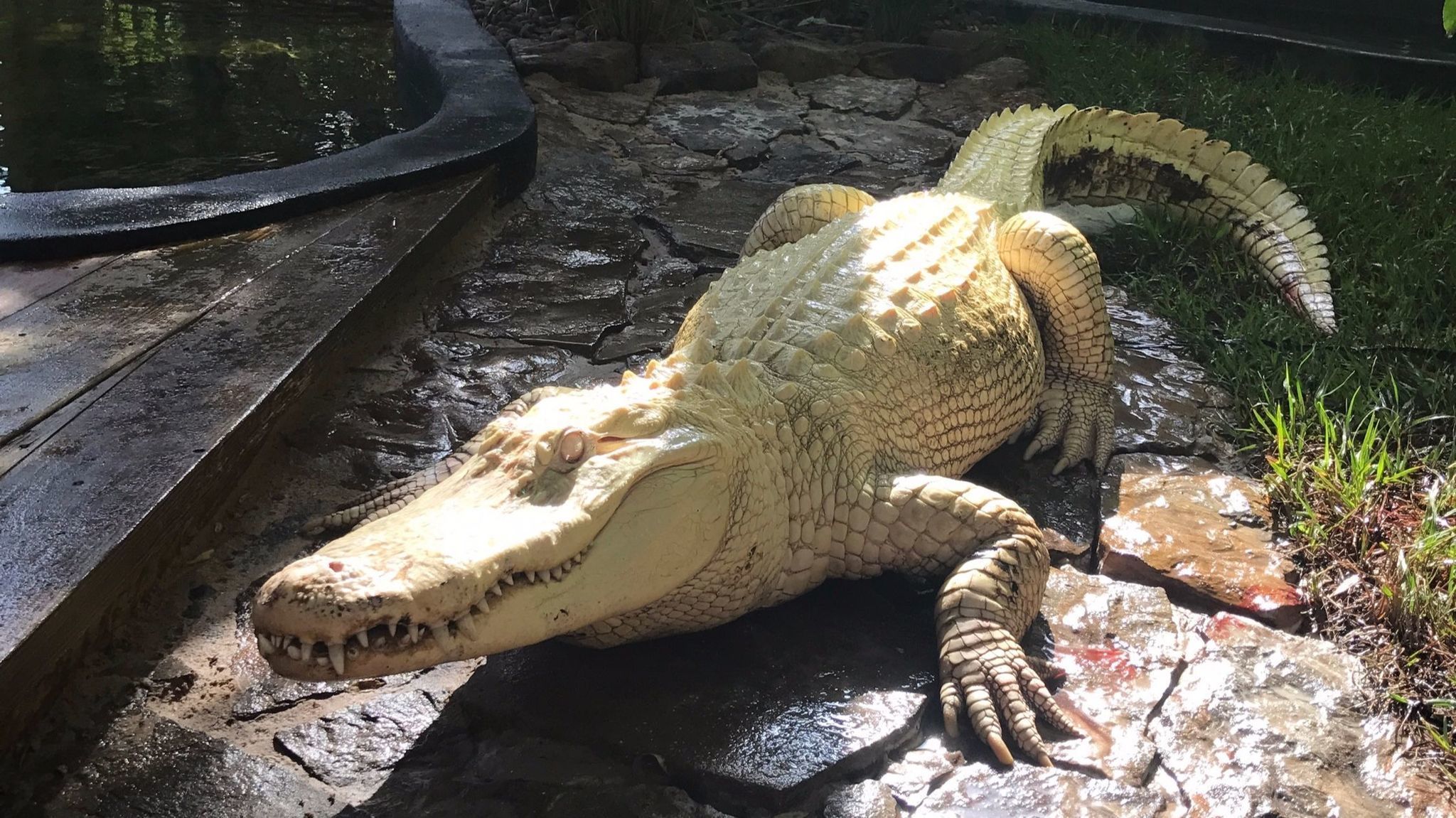 Albino alligators move into Wild Florida attraction - Orlando Sentinel