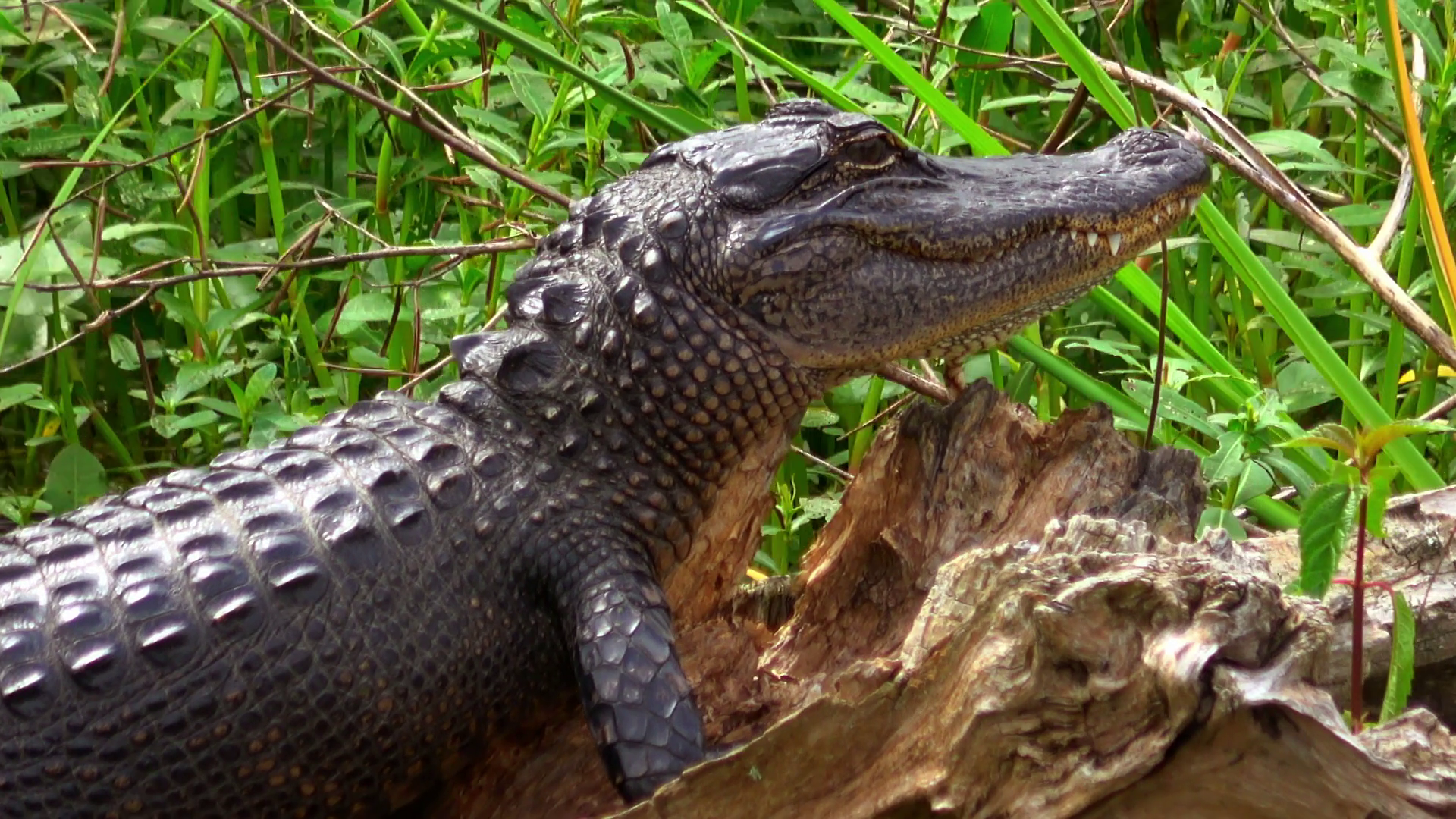 Wild alligator in the swamp of Louisiana Stock Video Footage ...