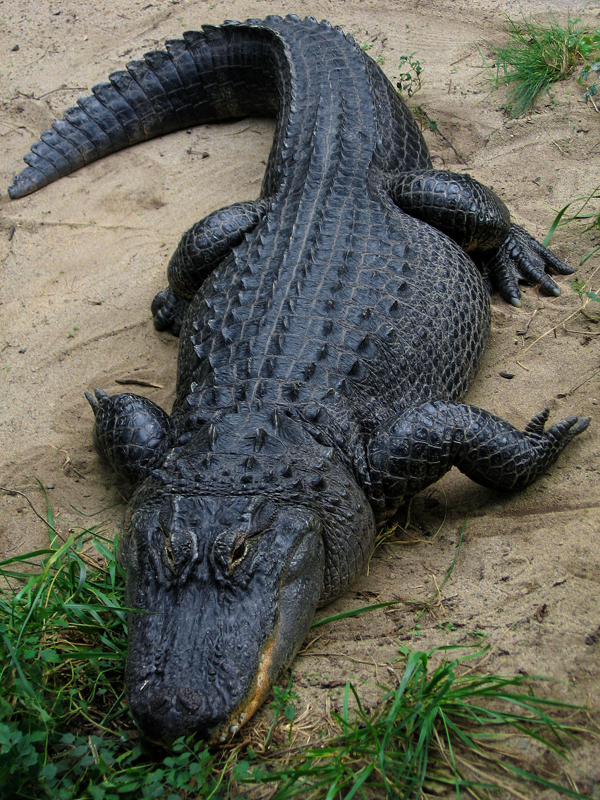 American alligator - Wikipedia