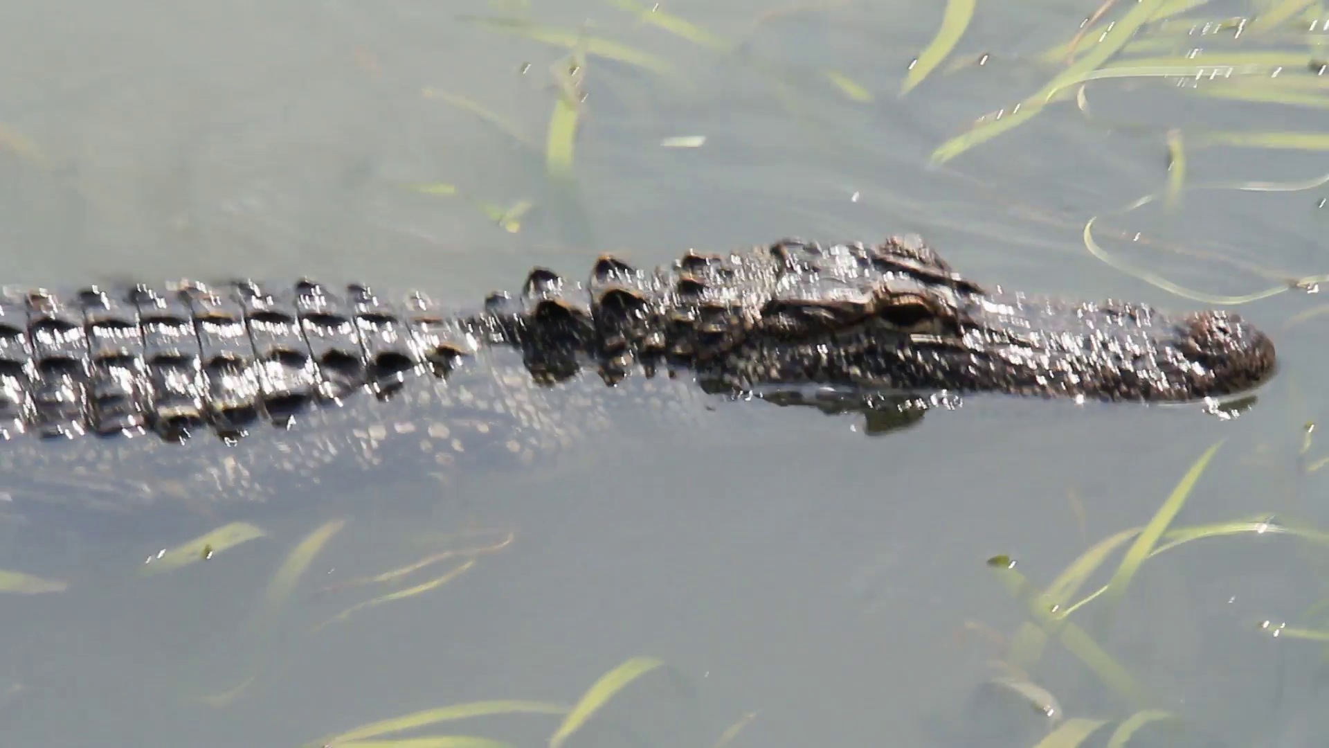 Alligator in the Bayou 3. Wild American Alligator in a swamp in the ...
