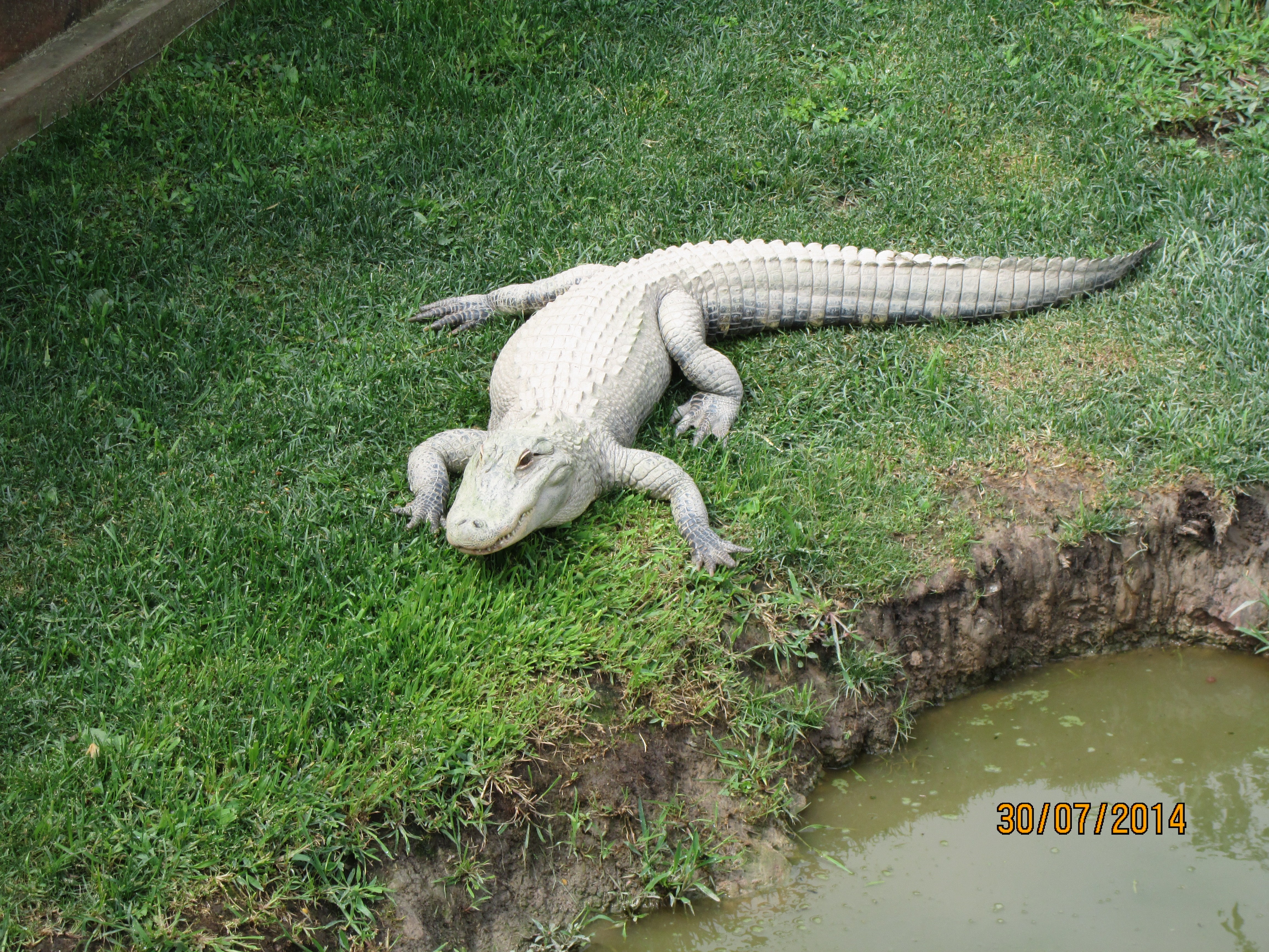 Other: Wild Alligator Animal Gators Animals Park Up Zoos Rays ...