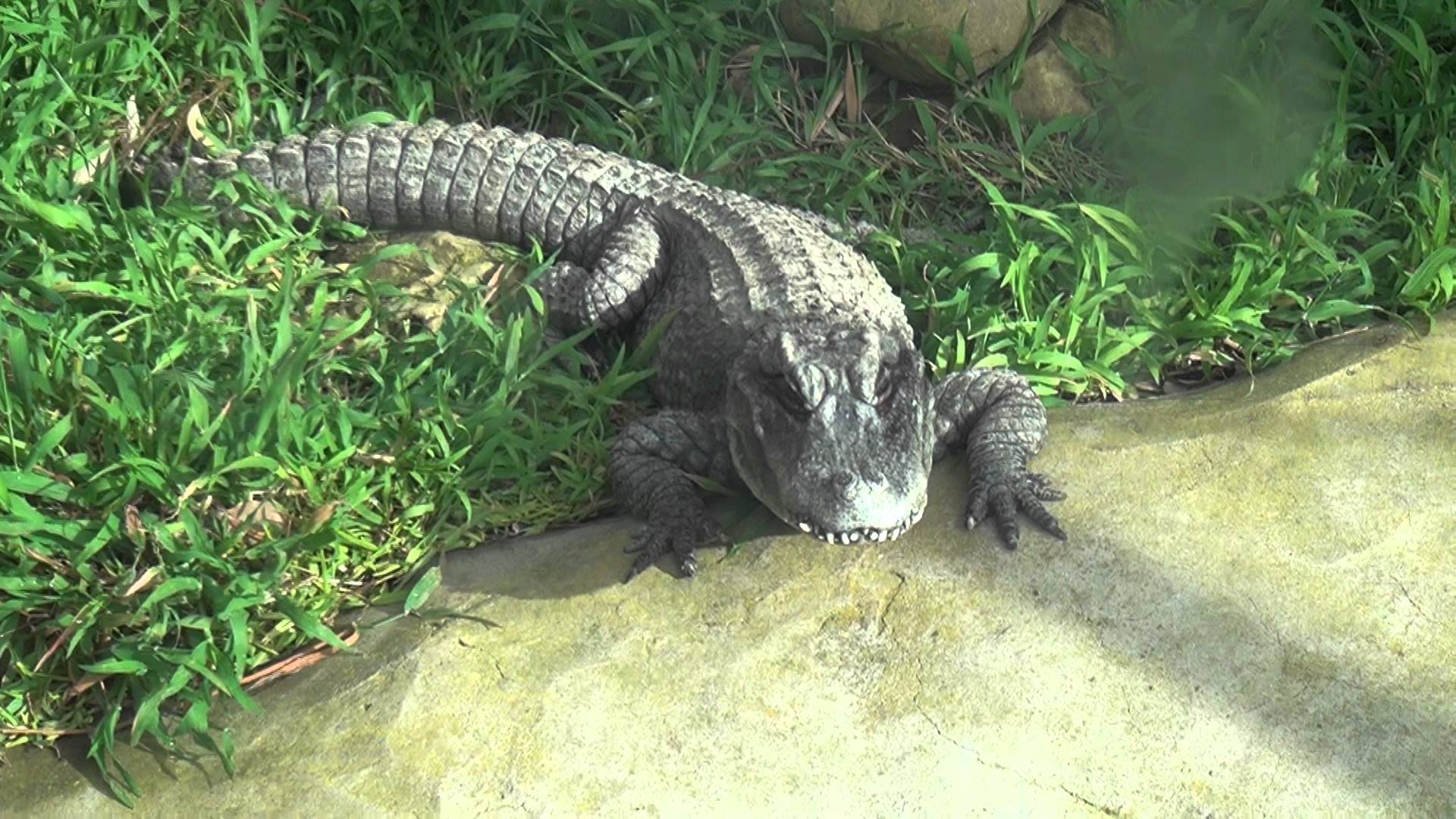 Chinese Alligator - YouTube