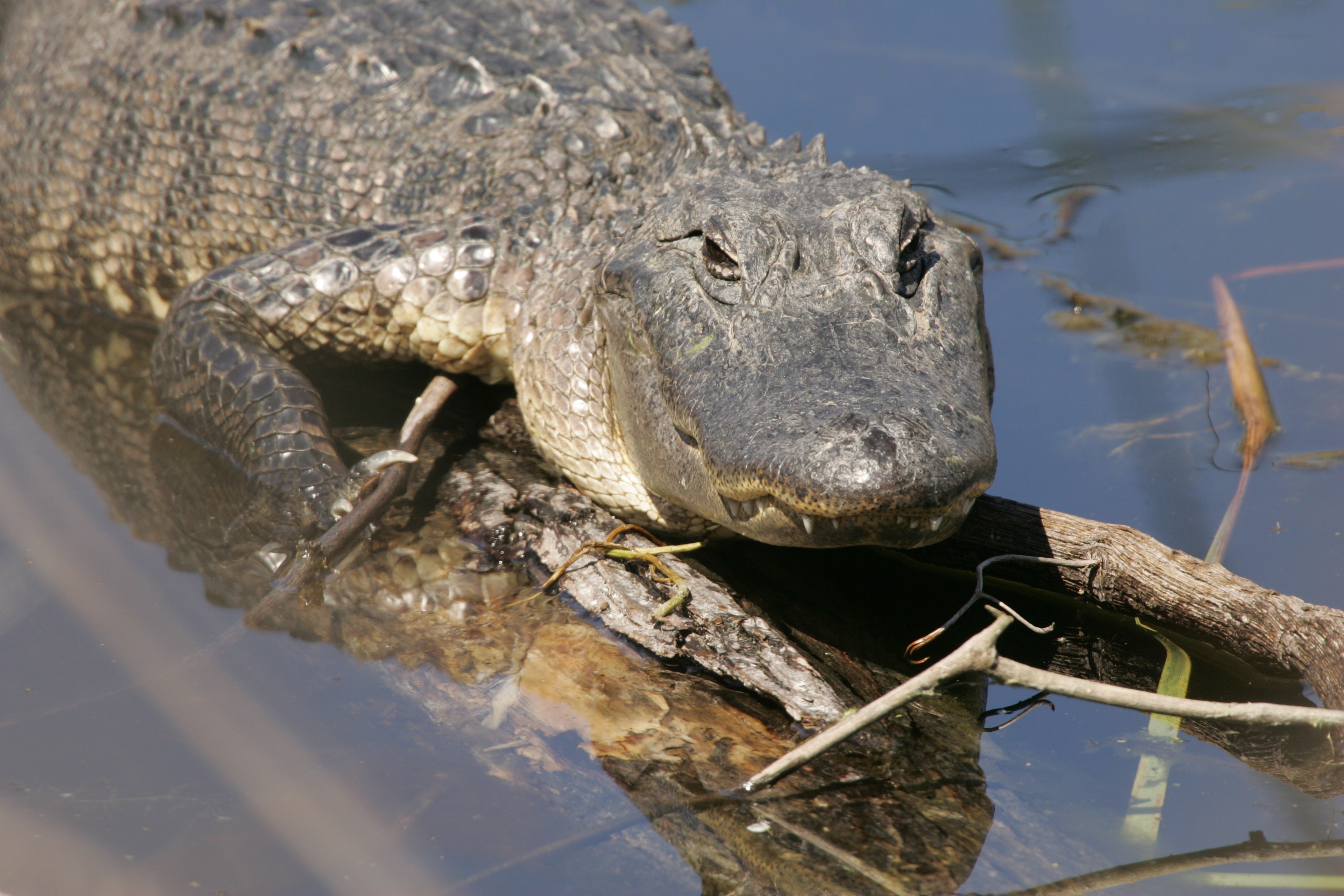 Wild alligator photo