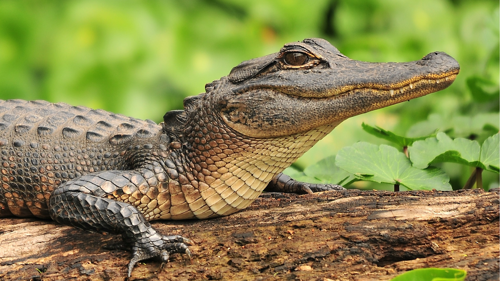 5 Places in Florida to View Alligators in Their Natural Habitat