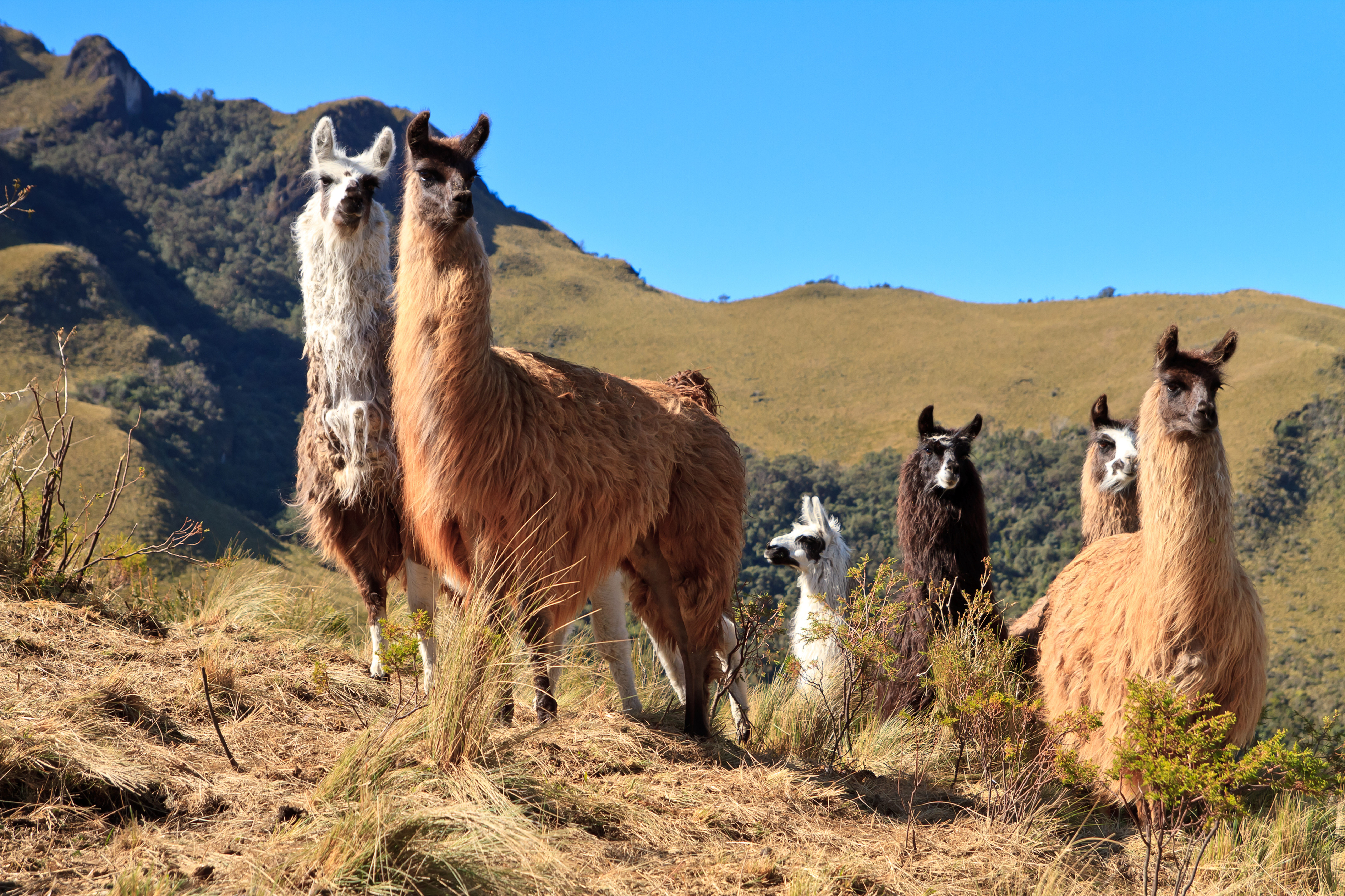 The Benefits Of Owning An Alpaca Farm - Alpaca Valley Farms