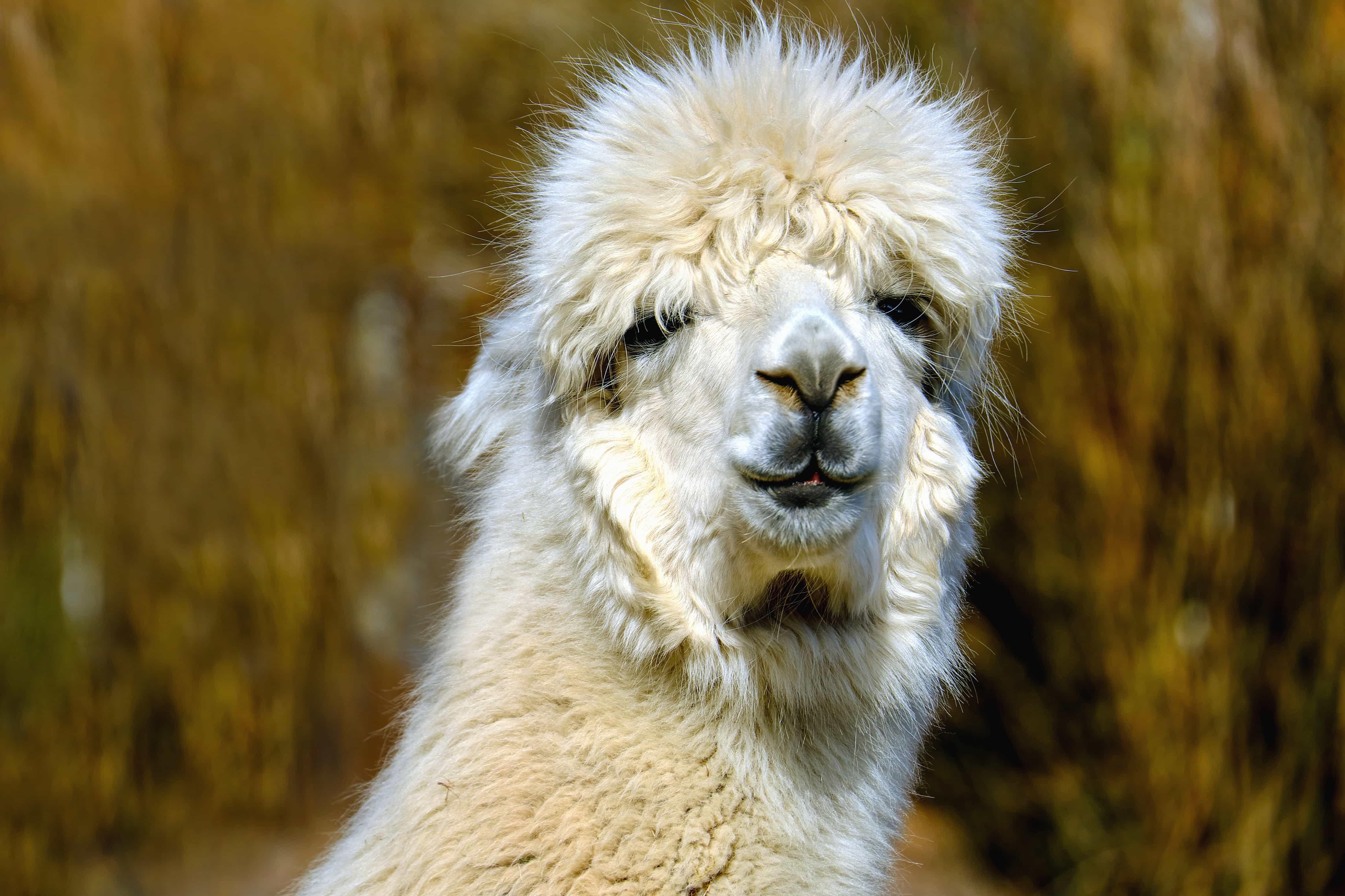 Free picture: alpaca, animal, fur, portrait, wildlife, llama, wild ...