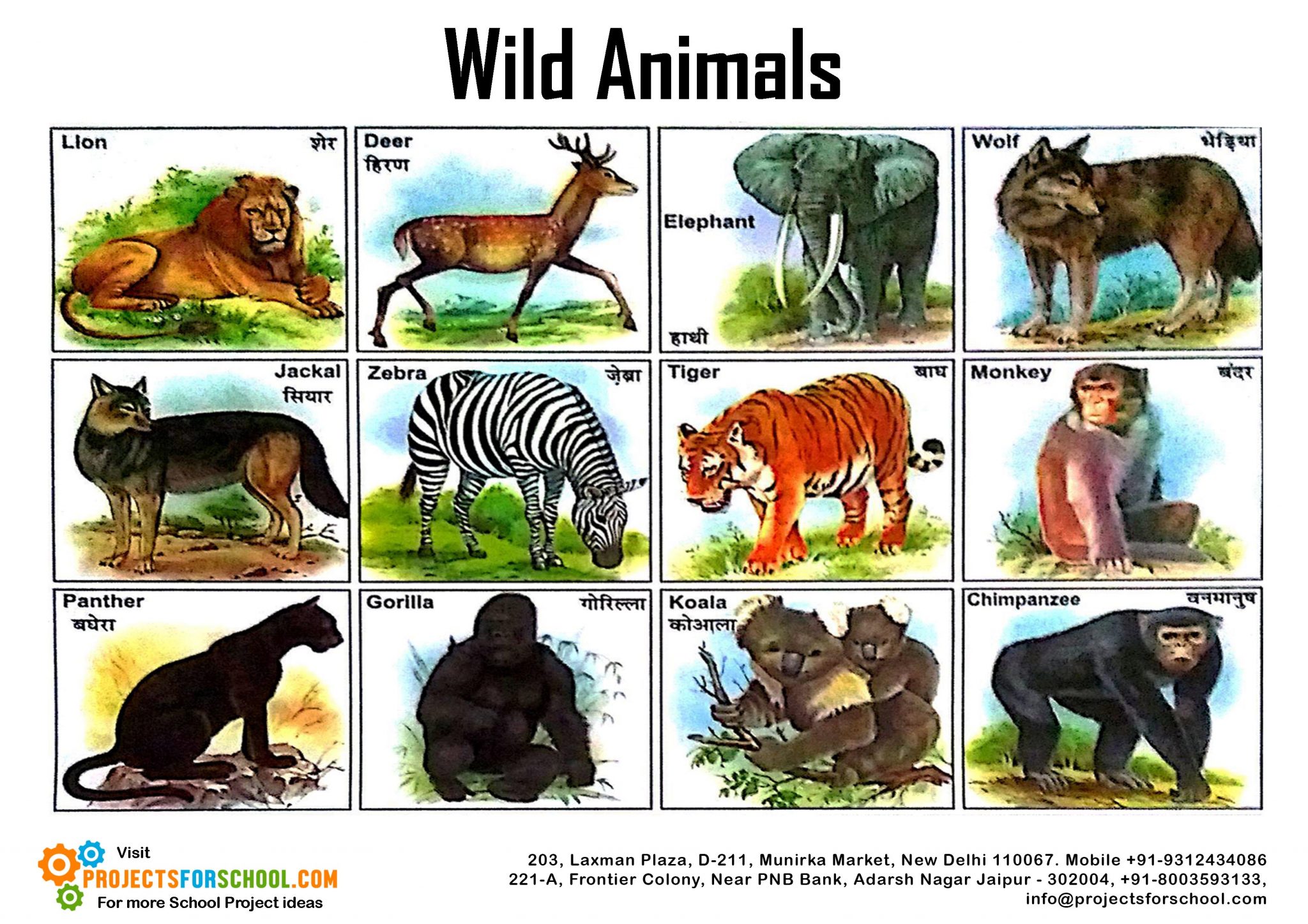 Плакаты Wild animals Chart