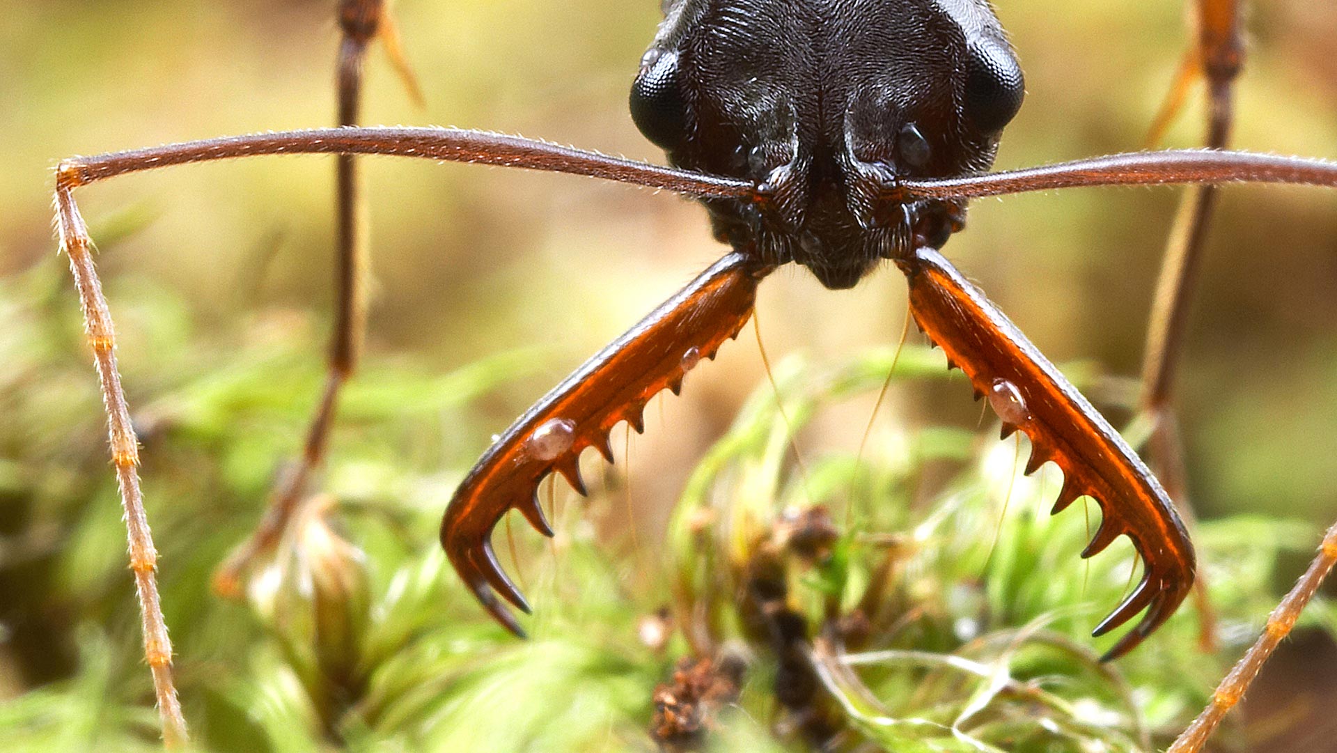 Wild ants photo