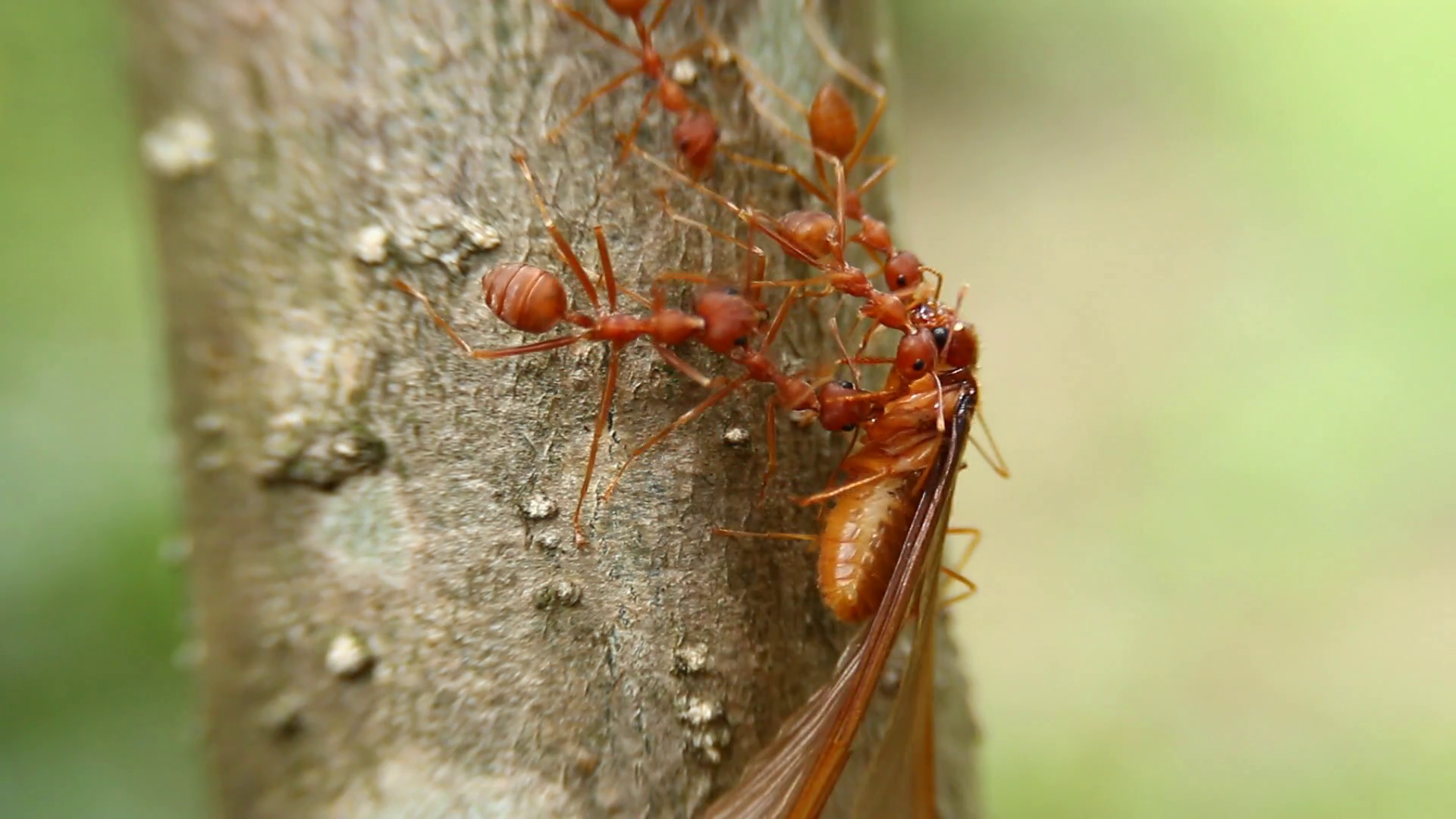 Close up Red ant in the wild Stock Video Footage - VideoBlocks