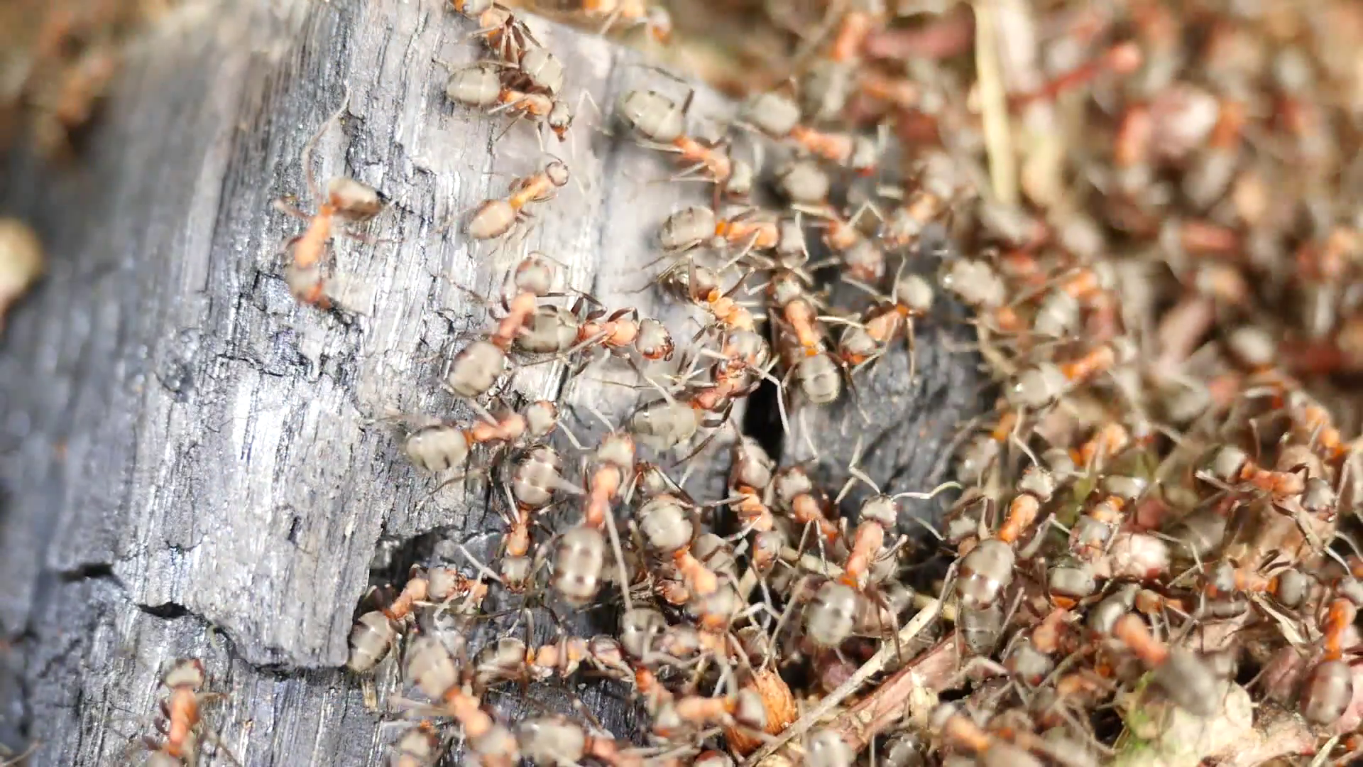 FullHD, wild ants build their anthill, big piece of charred wood ...