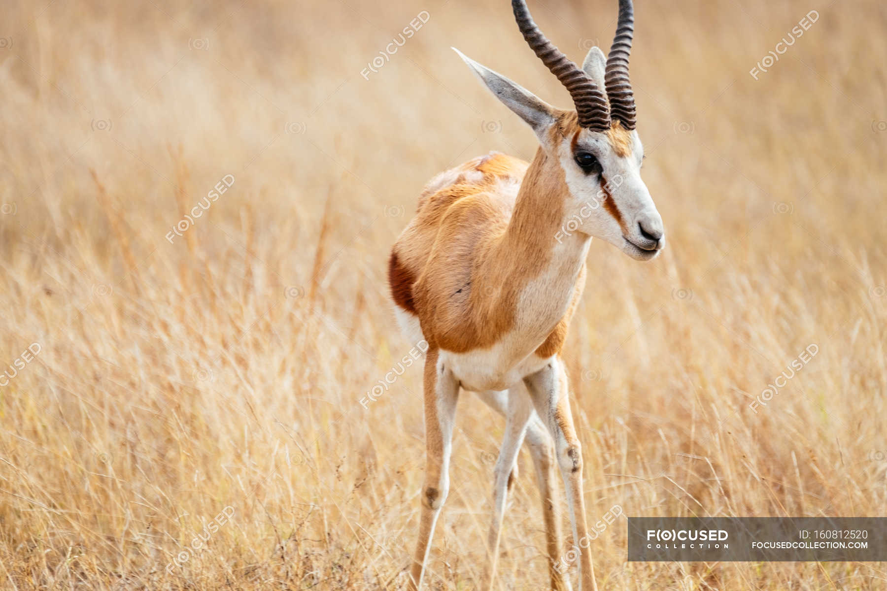 Antelope in wild, Africa — Stock Photo | #160812520