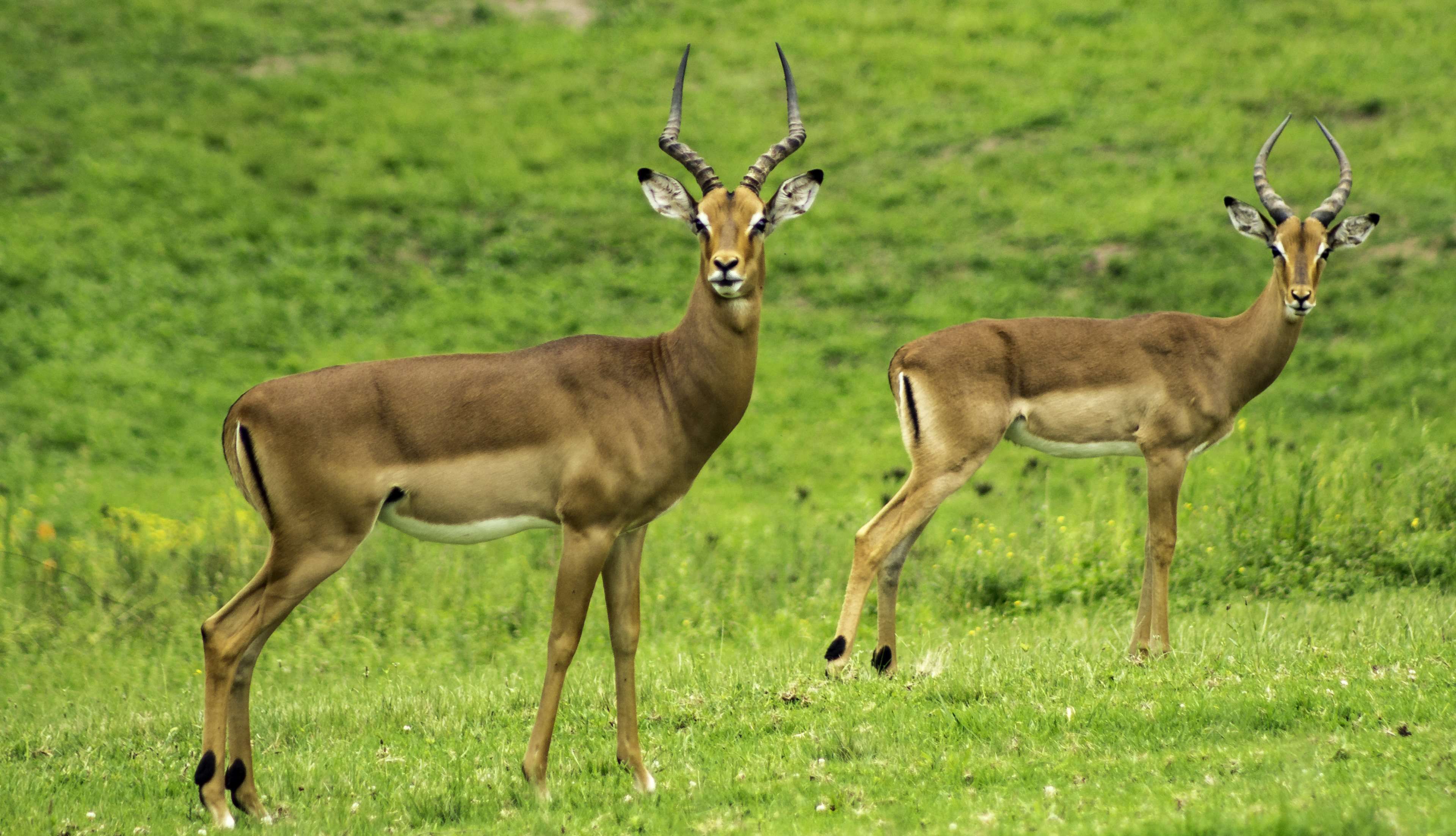 animals #antelope #close up #deers #field #gazelle #grass #grassland ...