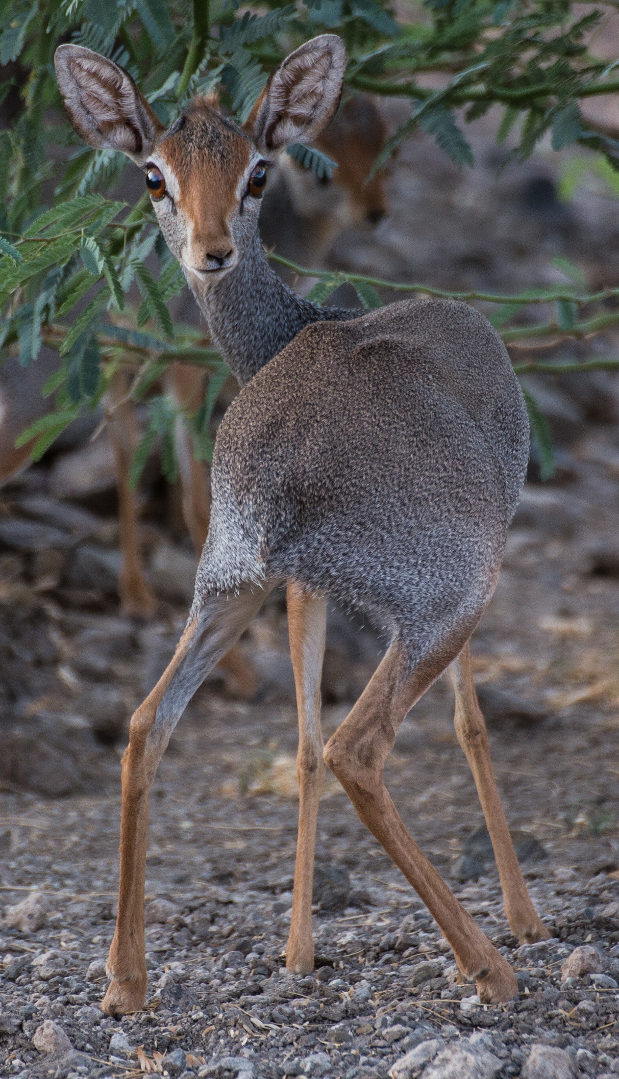 Wild Antelope, Animal, Antelope, Deer, Jungle, HQ Photo