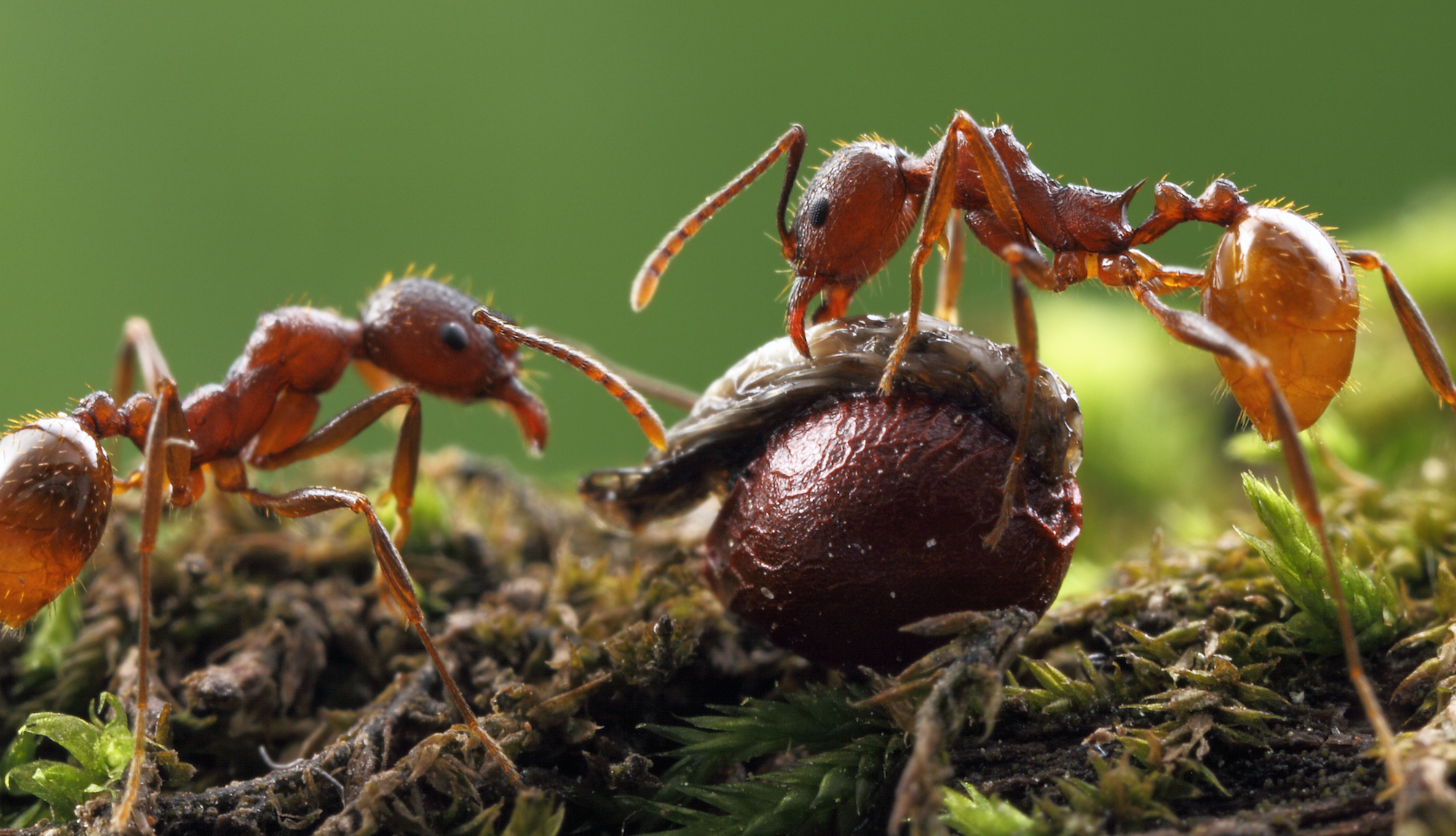 How To Fall In Love With Ants – Phenomena