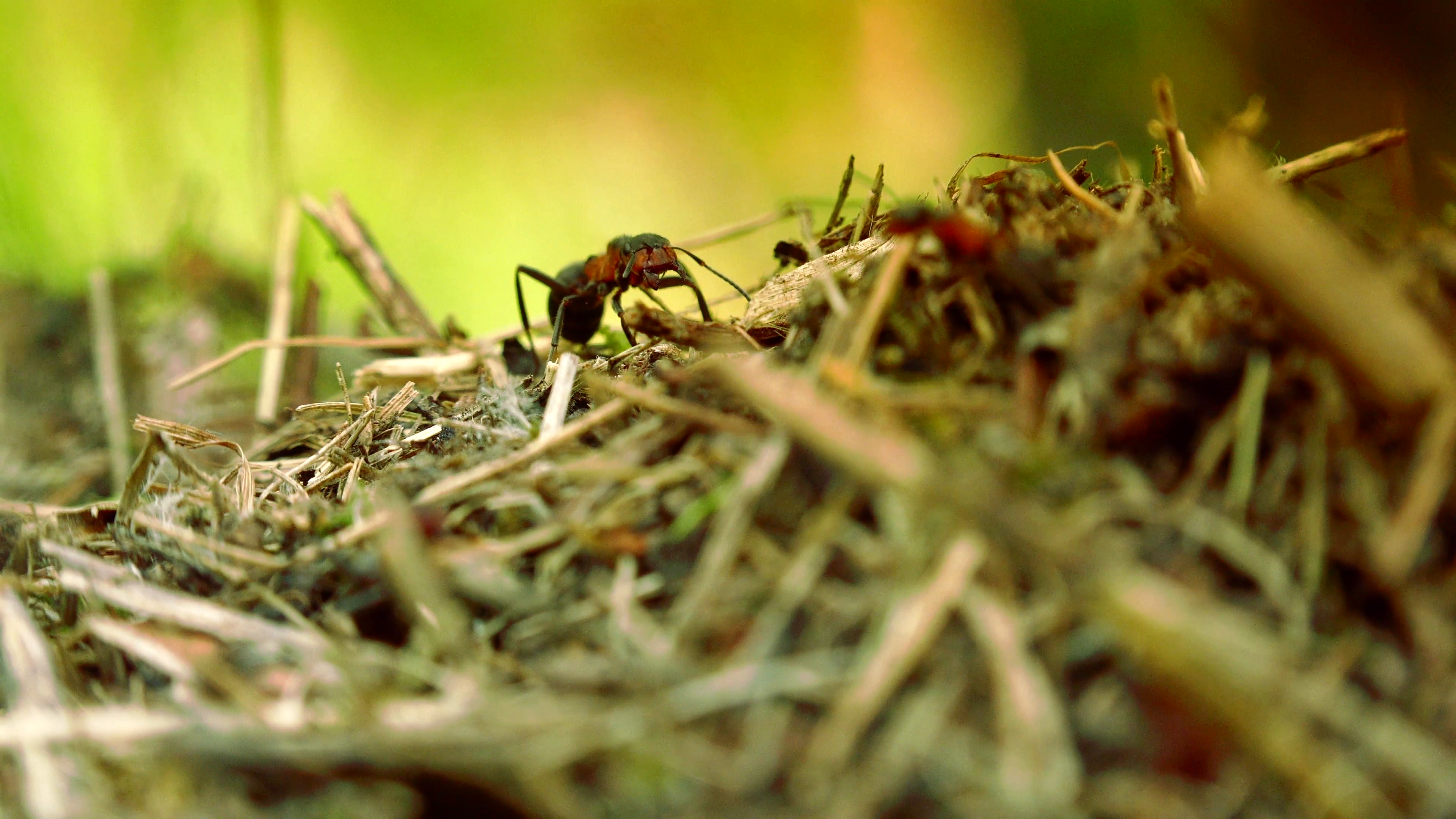ULTRA HD 4K real time shot,wild red ants build their anthill; An ant ...