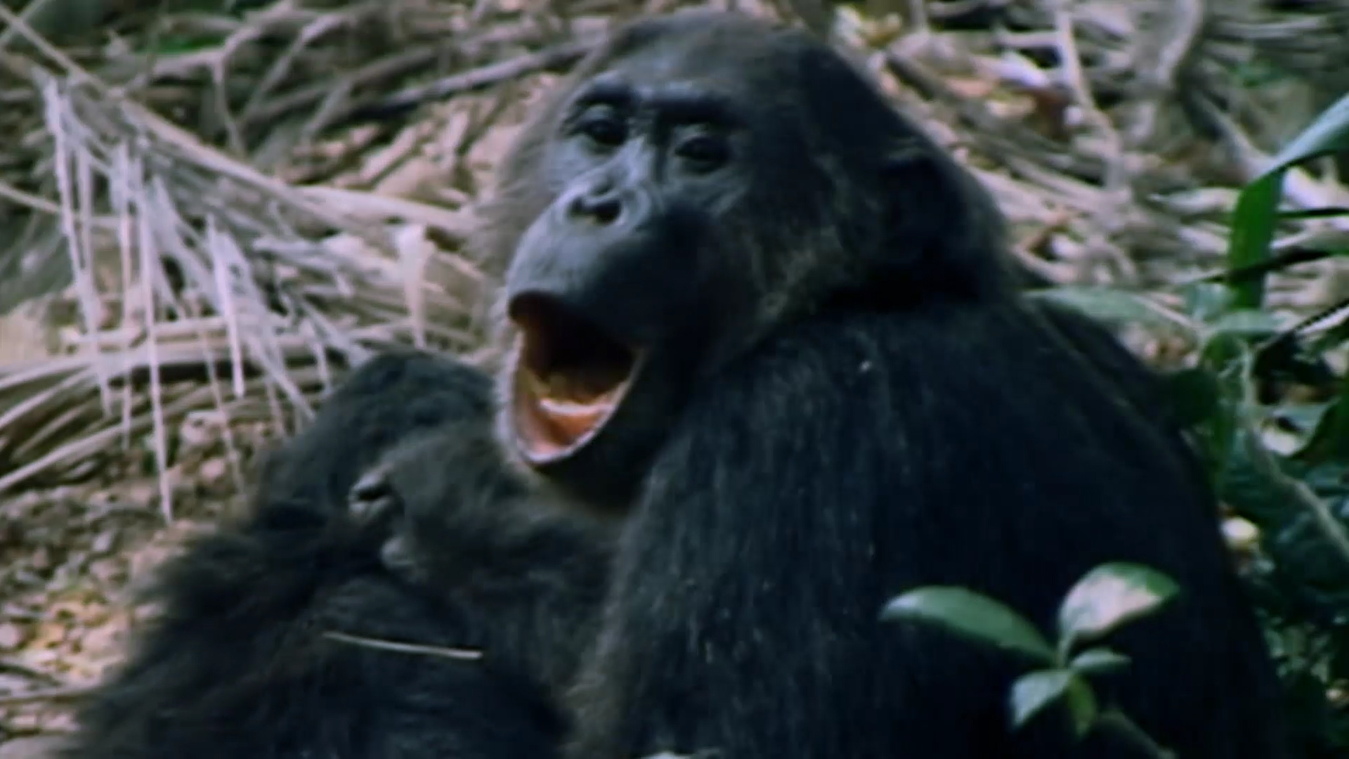 Video Gallery for Kingdom of the Apes - Nat Geo WILD