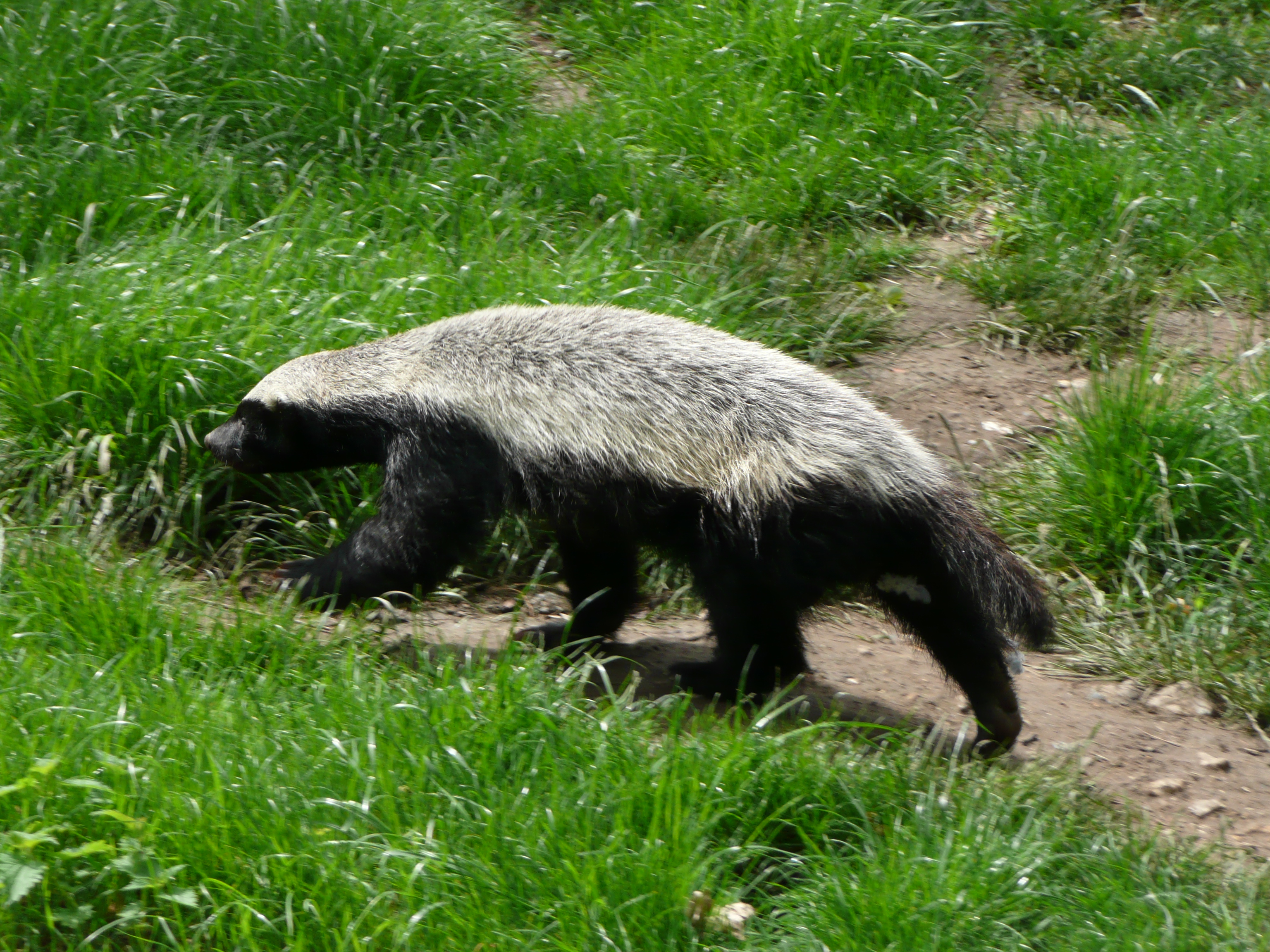 Honey Badger | Creatures of the World Wikia | FANDOM powered by Wikia