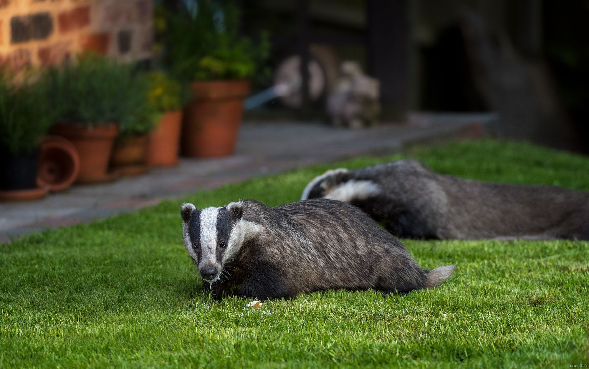 Urban wild badgers feeding in colour. - A video of these badgers ...
