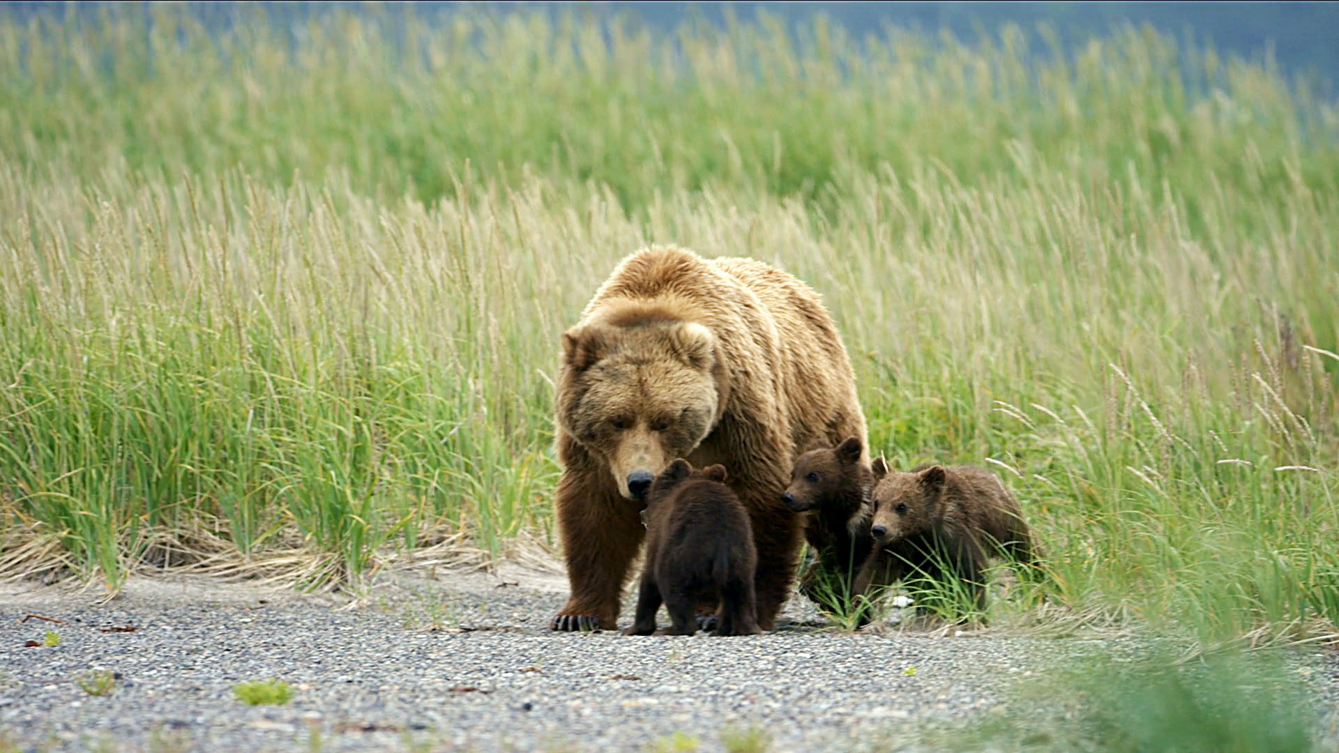 A Bear Cub Gets Lost - Destination Wild Video - National Geographic ...