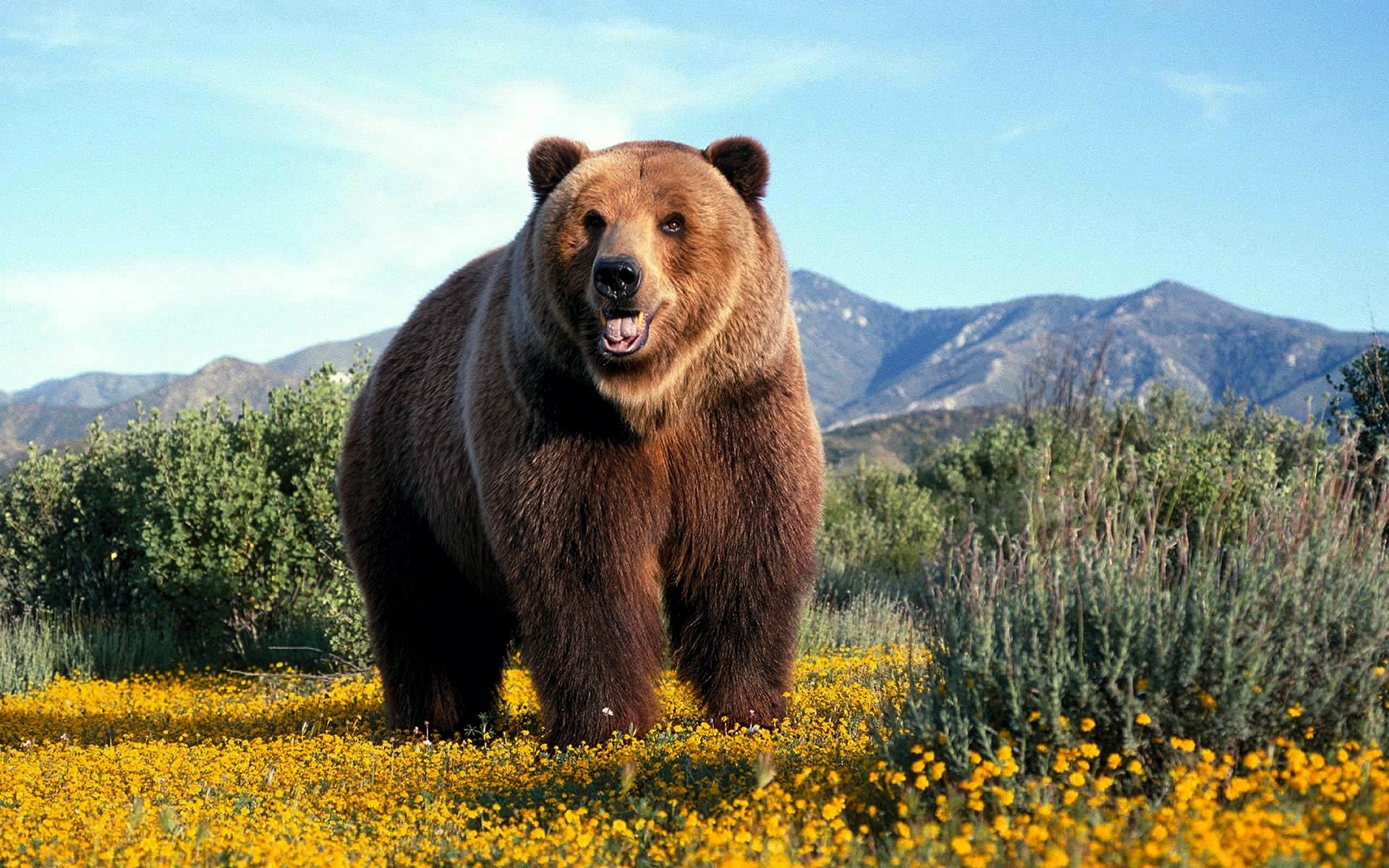Bears: Amazing Big Wild Bear Grizzly Wallpaper Image HD 16:9 High ...