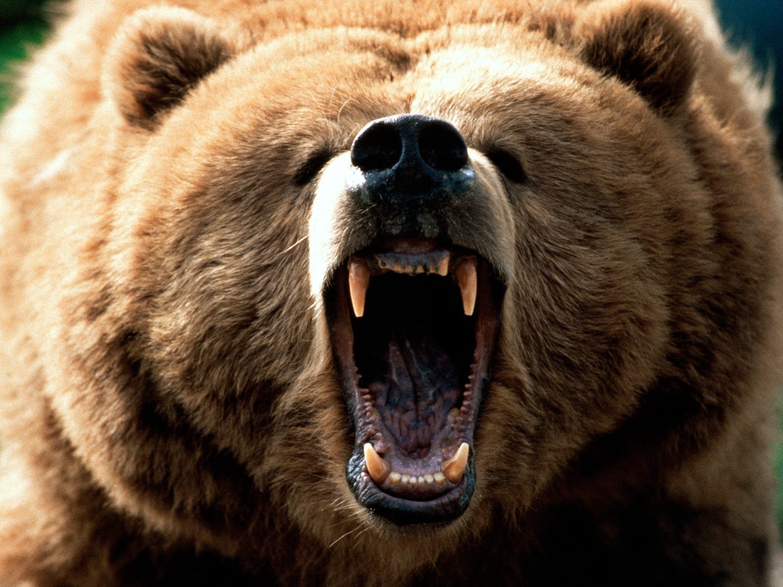 Bears Warning Animal Wild Bear Life Brown Photo Wallpapers ~ Bears ...