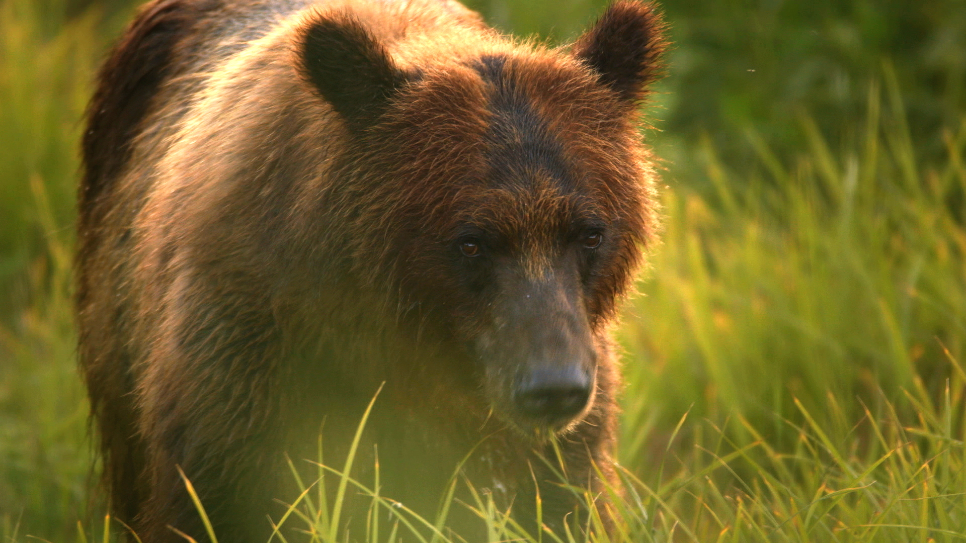 Cameraman's Wild Encounter With Bears in Alaska