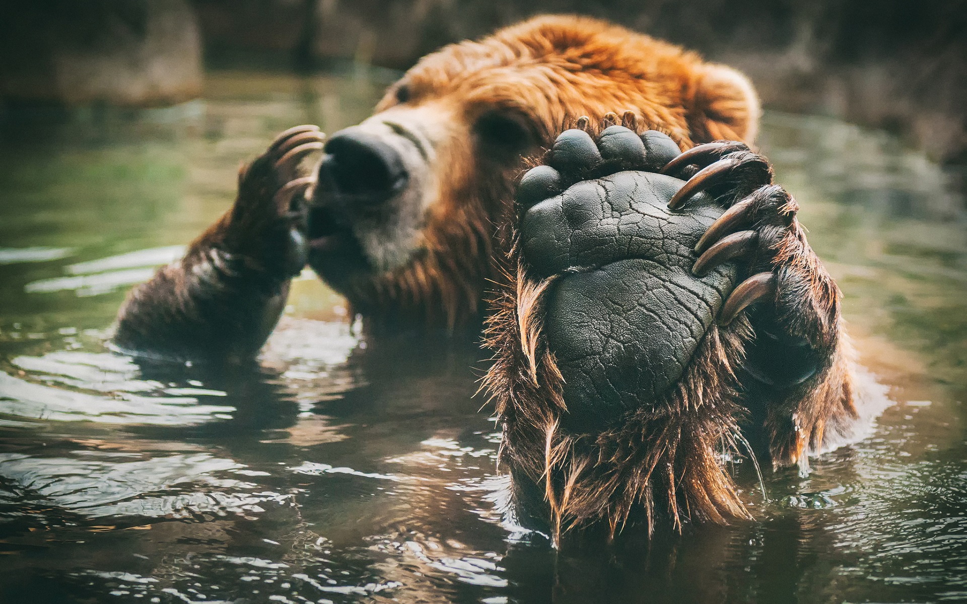 wild bear having bath in lake watching his feet wide - Download Hd ...