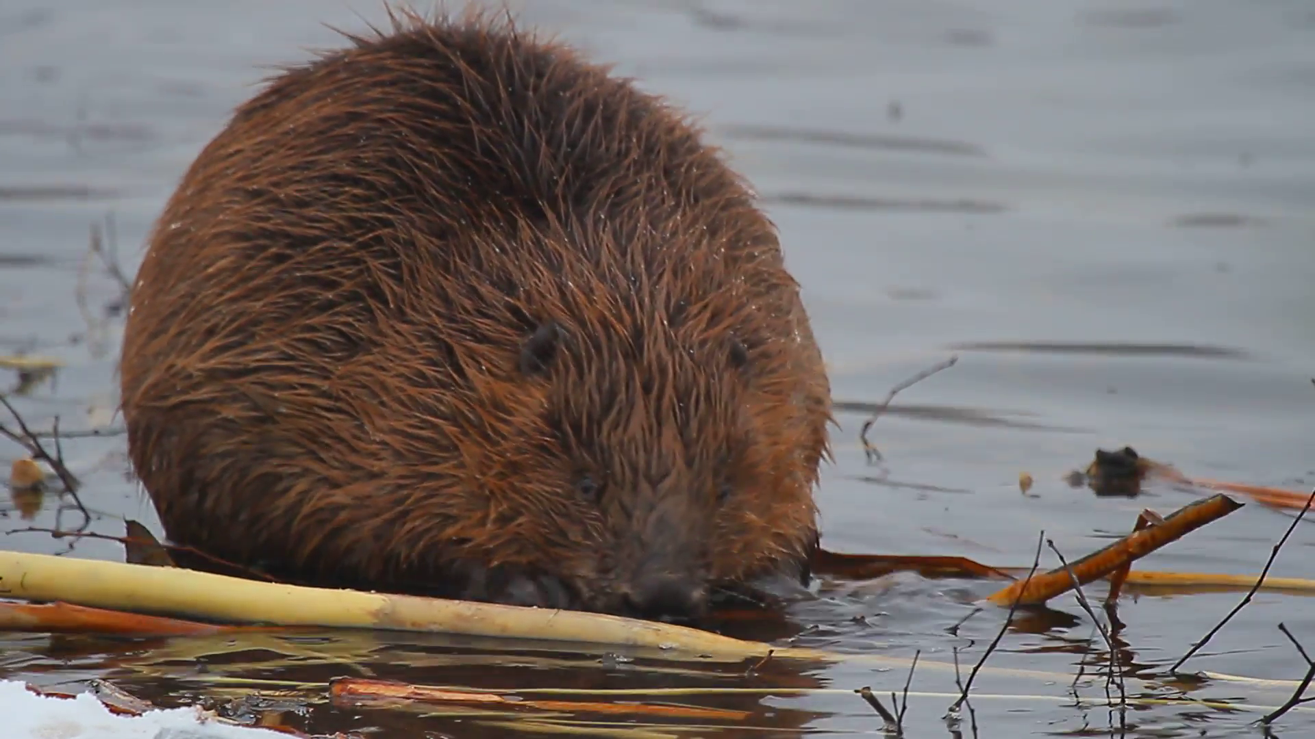 movie of a wild beaver near lake, nature seriesMVI_3384.MOV Stock ...