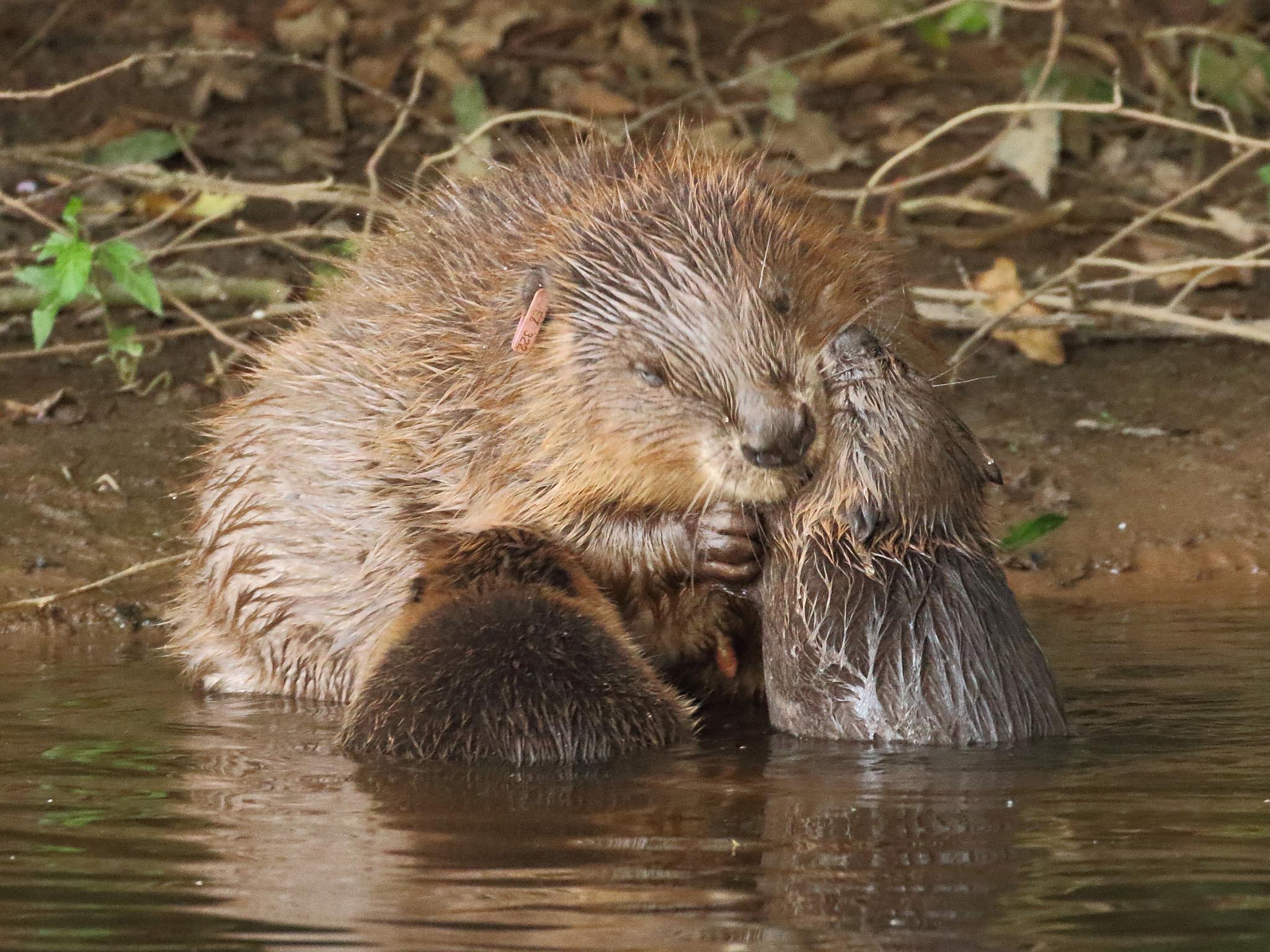 First wild beaver killed by car in England 'was forced out of river ...