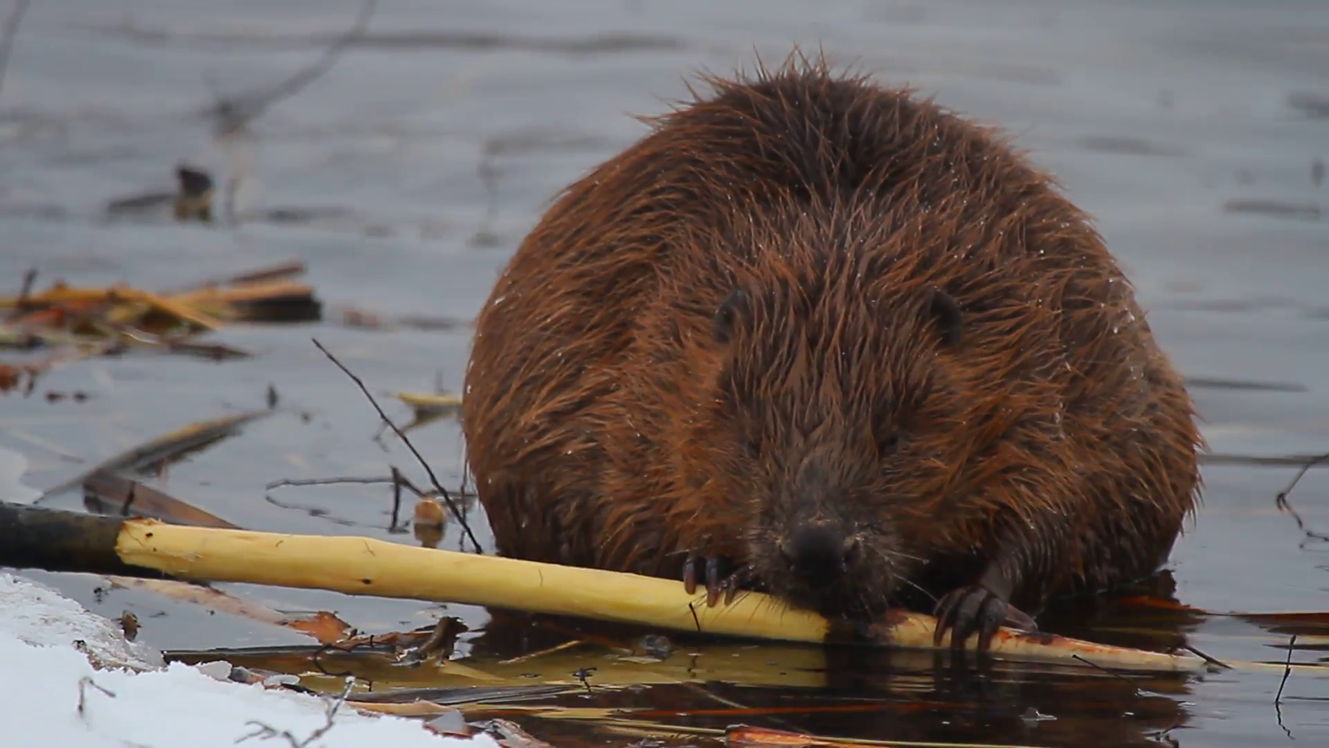 shot of a wild beaver near lake, nature series Stock Video Footage ...
