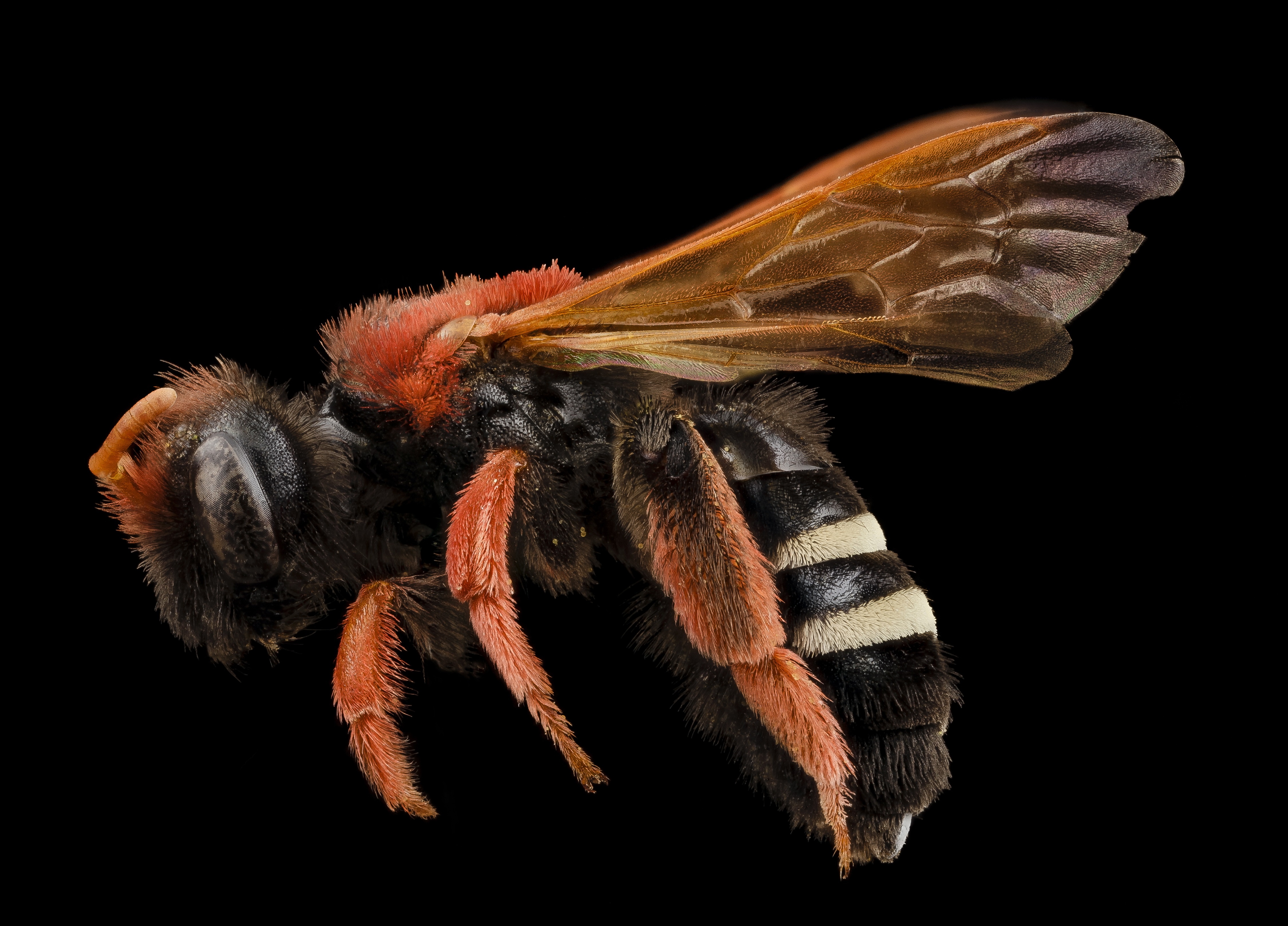 Wild Bee, Animal, Bee, Fly, Insect, HQ Photo
