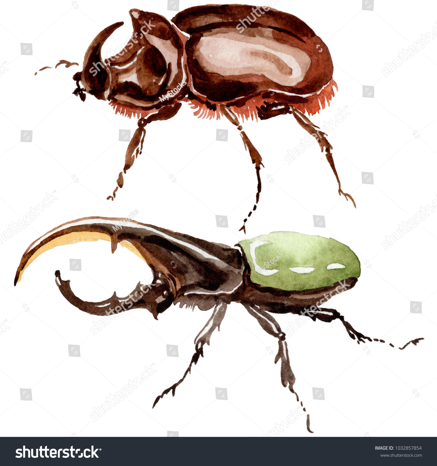 Exotic Beetles Wild Insect Watercolor Style Stock Illustration ...