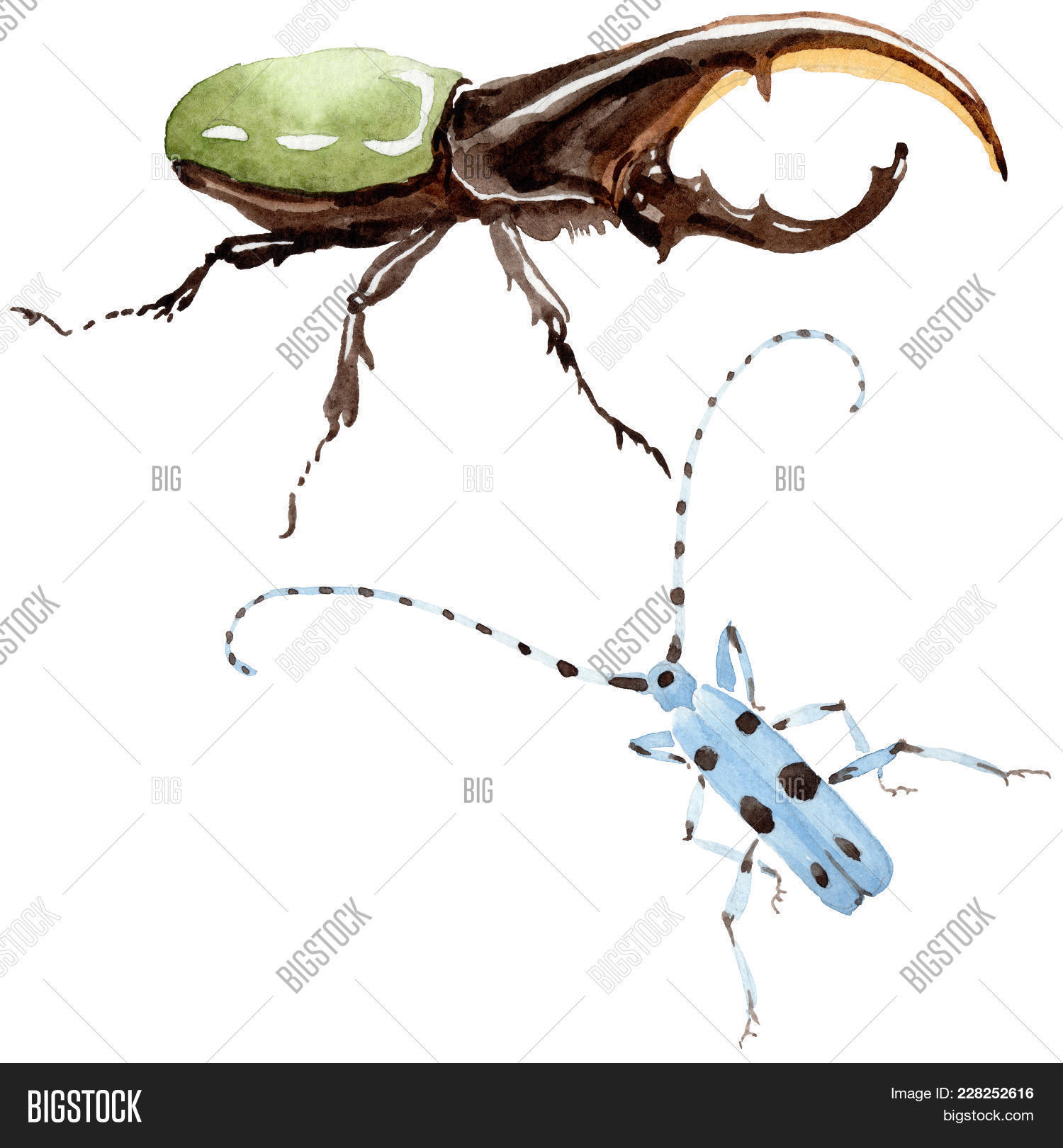 Exotic Beetles Wild Insect Image & Photo | Bigstock