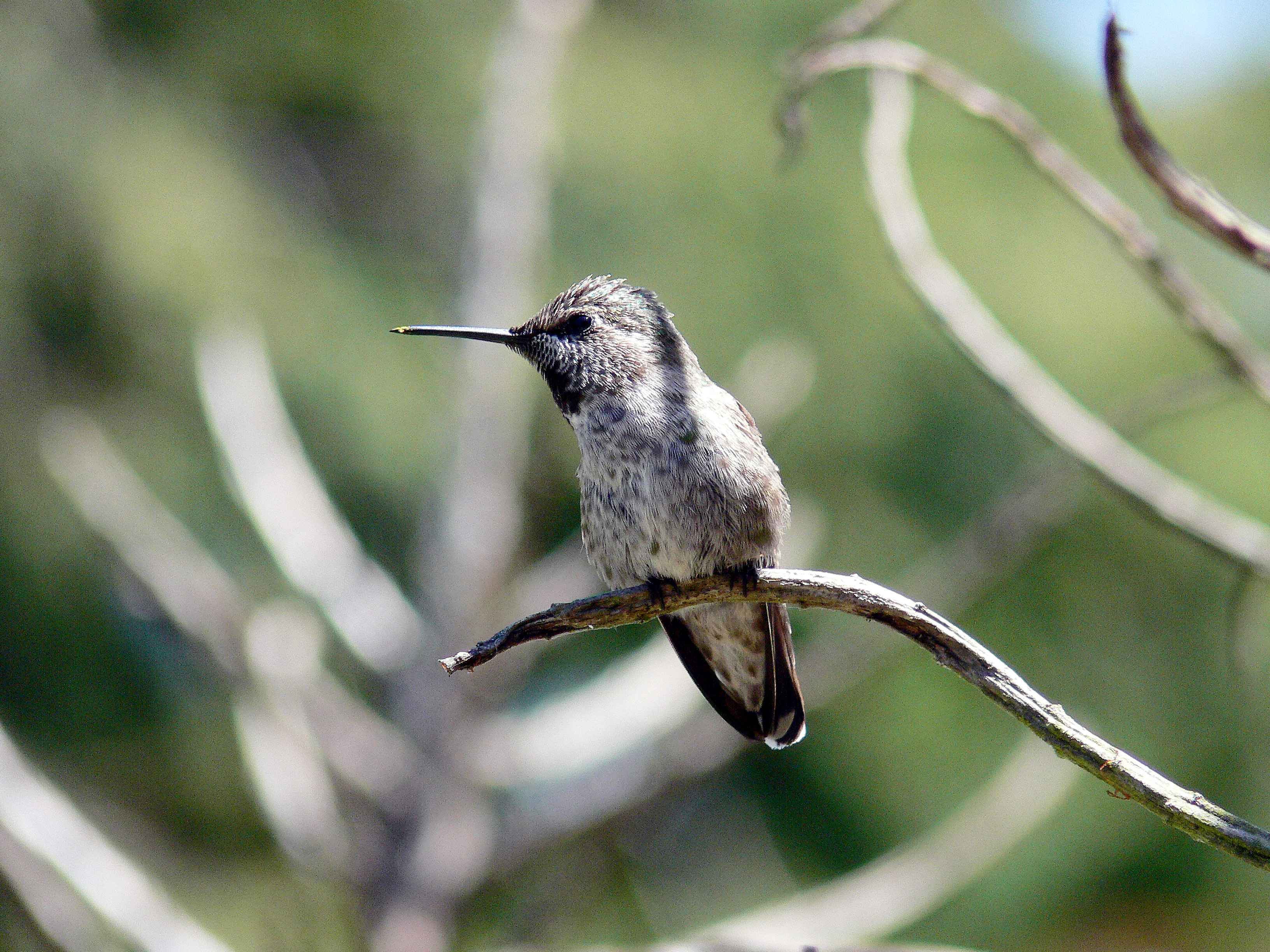 Free picture: hummingbird, wild, bird