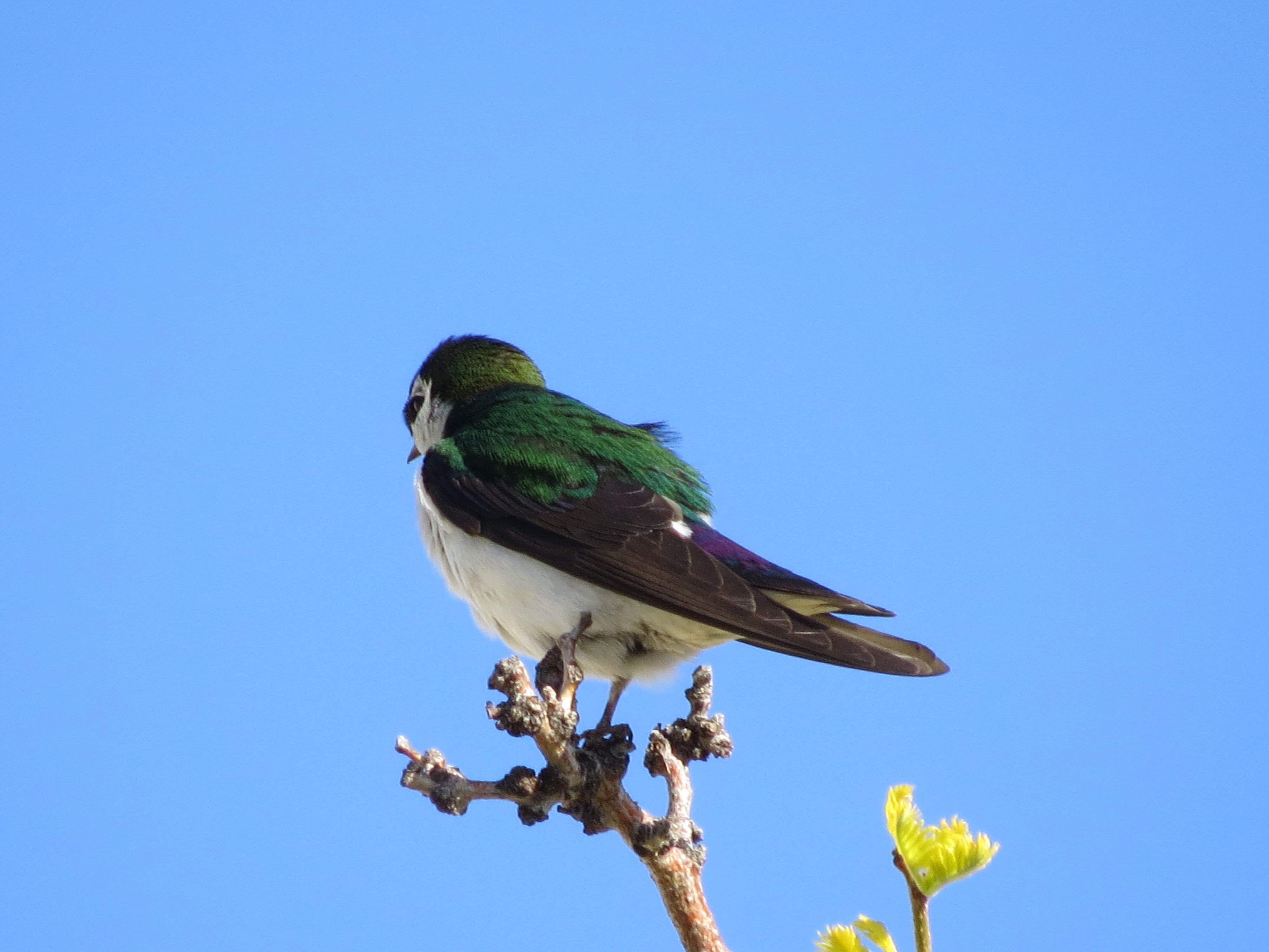 Violet-Green Swallow - Boulder, Colorado ©Carolyn Beach. Photo taken ...