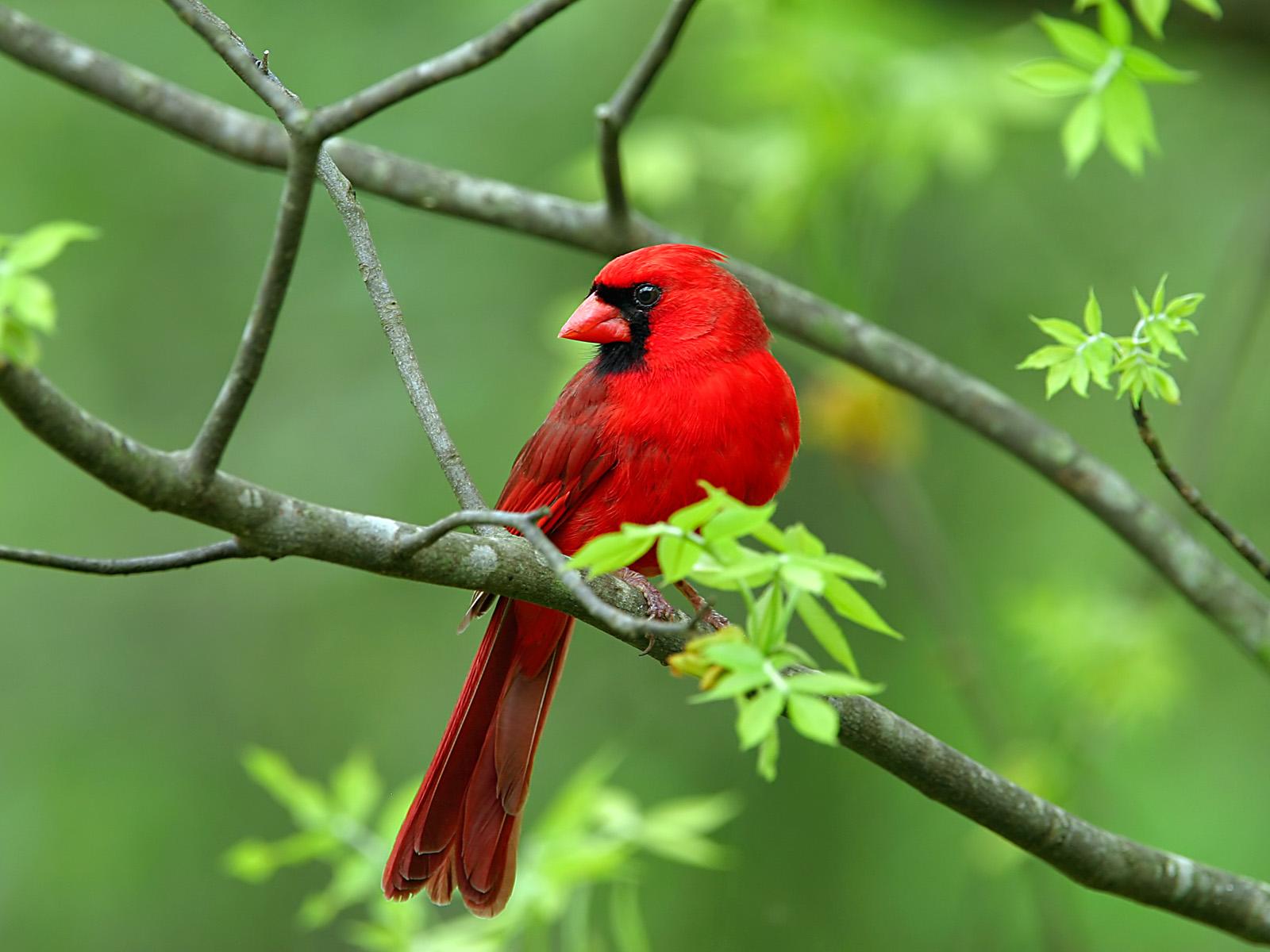 Red-Wild-Bird | Animals planet